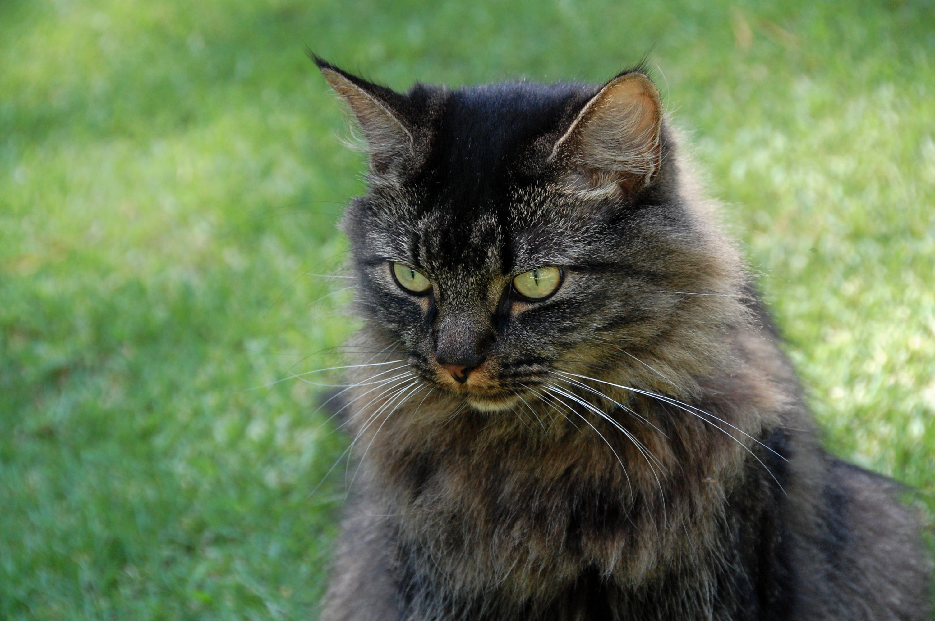 domestic Cat, mammal, cute, 2K, D40, next door, grass, gray, animal, Birmingham  Alabama, Tubs, looking, fur, outdoors, cat, pets, nature, brown, HD Wallpaper