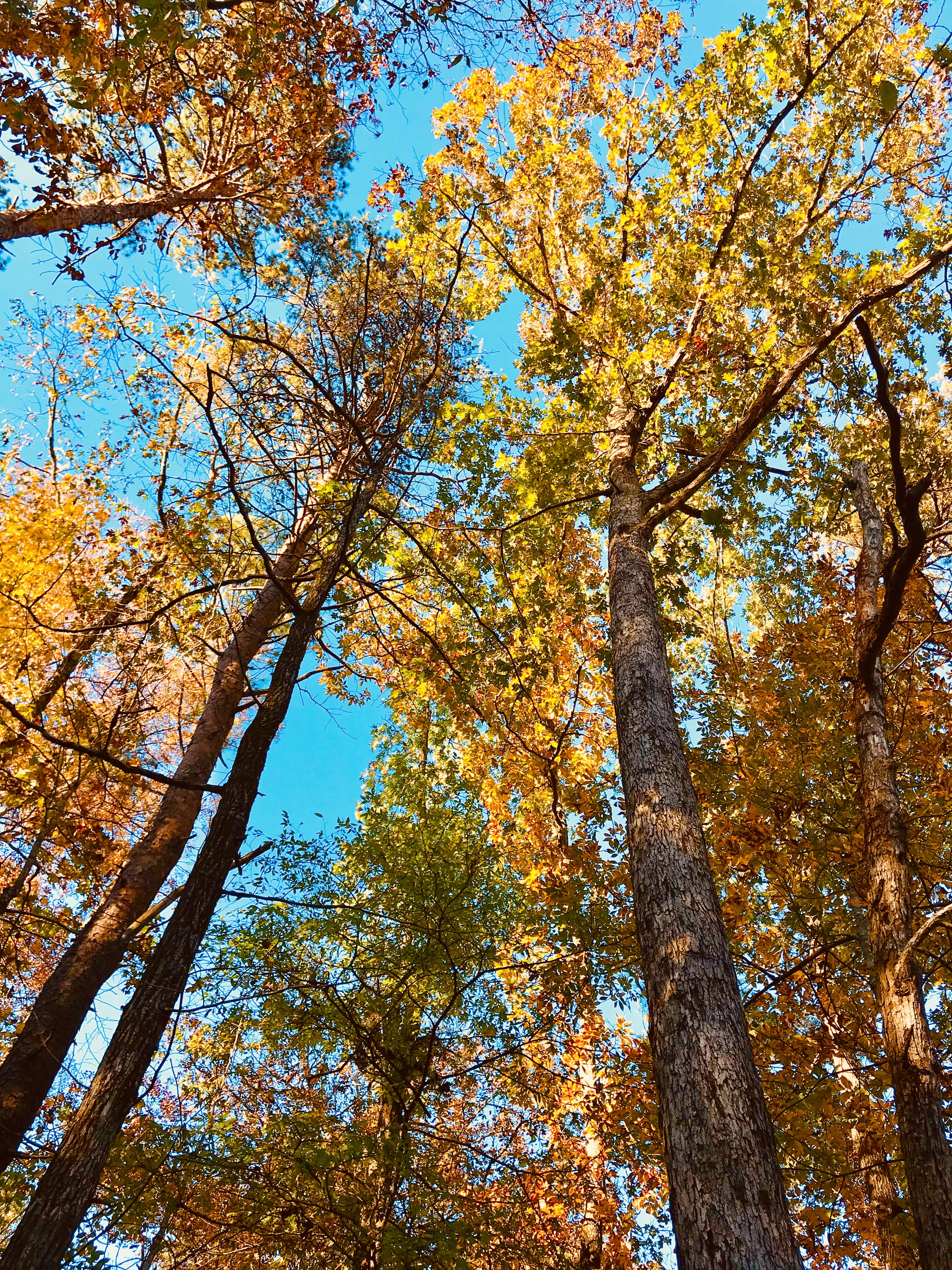 backgrounds, birmingham, sky, directly below, tree, tree canopy, united states, 4K, beauty in nature, tree trunk, no people, fall, change, tranquility, Phone HD Wallpaper