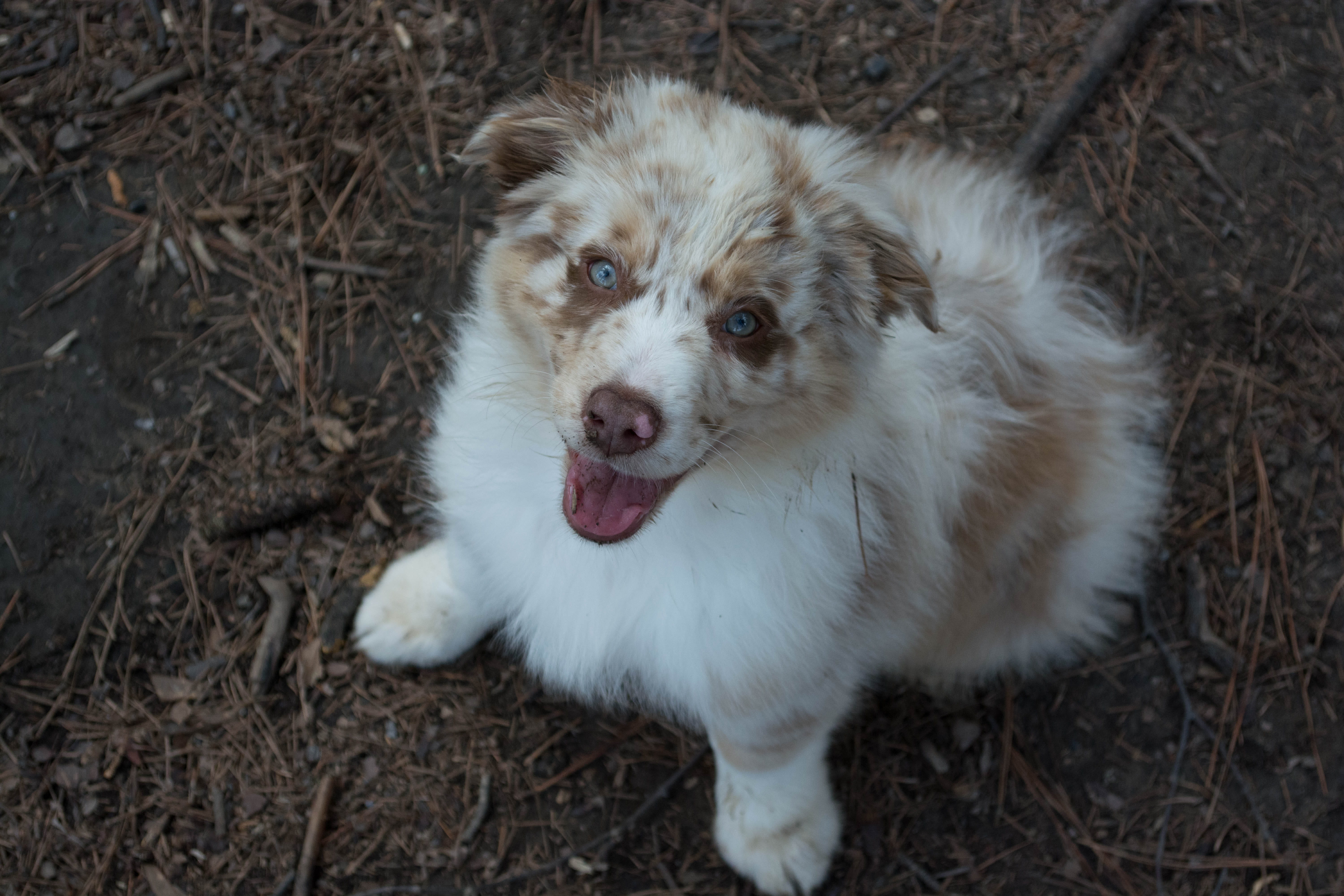 birmingham, smile, dog, mammal, white color, one animal, red mountain park, pets, 5K, vertebrate, joy, day, domestic, canine, outside, looking at camera, HD Wallpaper