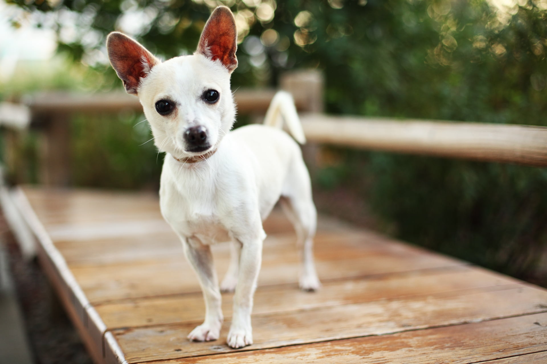 dog, white, looking at camera, 1080P, focus on foreground, mammal, chihuahua, railing, chihuahua - dog, jack russell terrier, pets, wood - material, domestic animals, HD Wallpaper