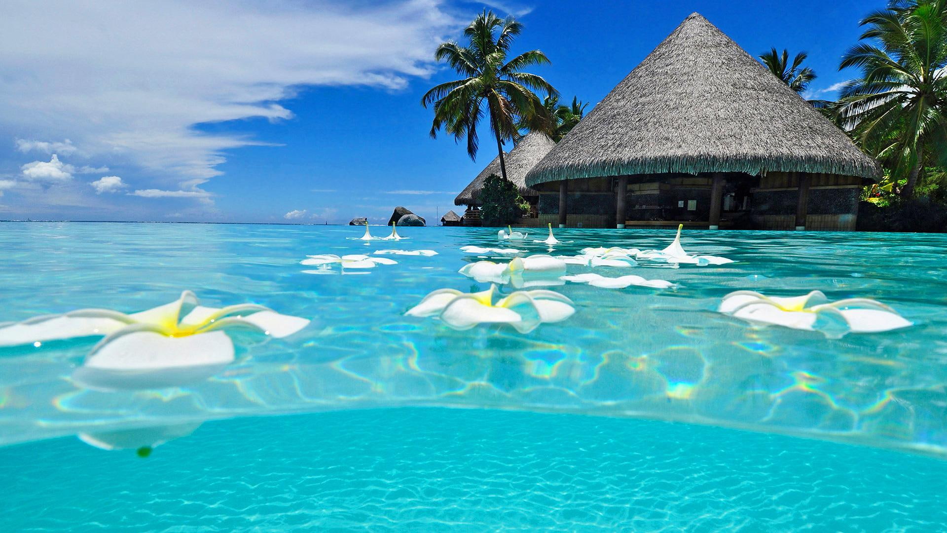flowers, fantastic, palms, beautiful, paradise, cabin, natures, picture, holidays, exotic, water, nice, 1080P, skyphoenixx1, HD Wallpaper