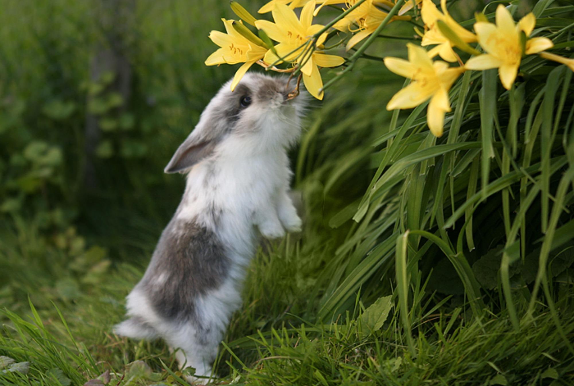 nice, rabbit, reach, almost, 1080P, cute, can, bunny, animals, HD Wallpaper