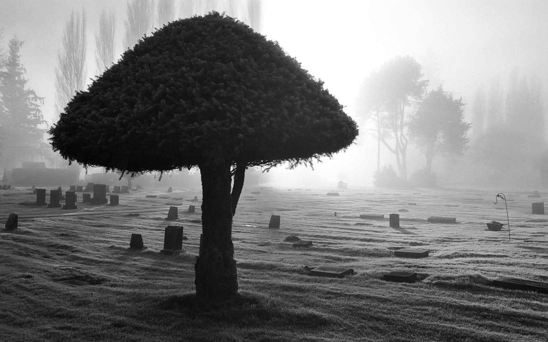 world, headstone, 1920x1200, big, tree, cemetery, 1080P, HD Wallpaper