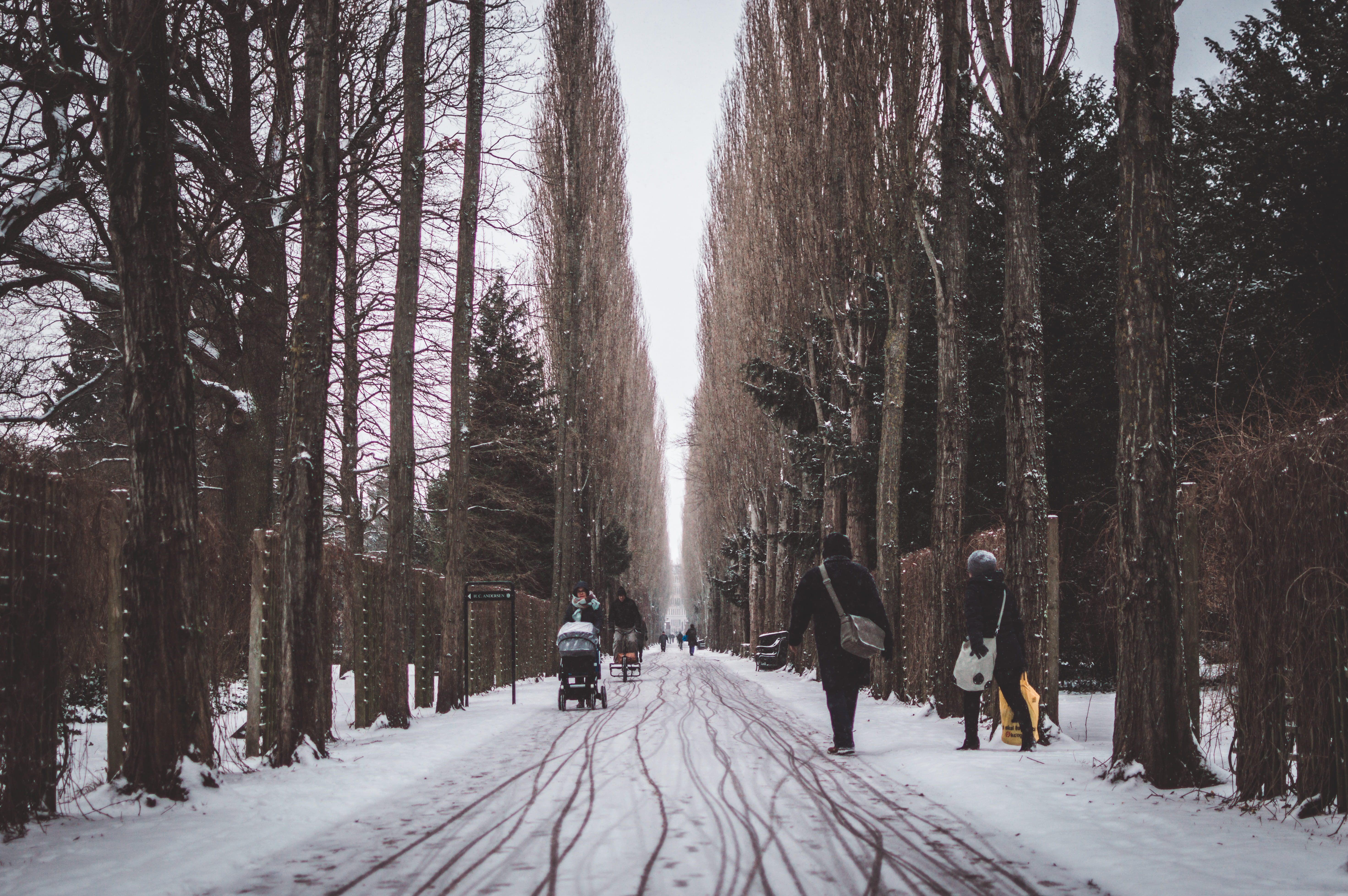 real people, outdoors, københavn n, nature, winter, the way forward, trees, covering, cold temperature, animal themes, snow, cold, 5K, mirror, trunk, pets, HD Wallpaper