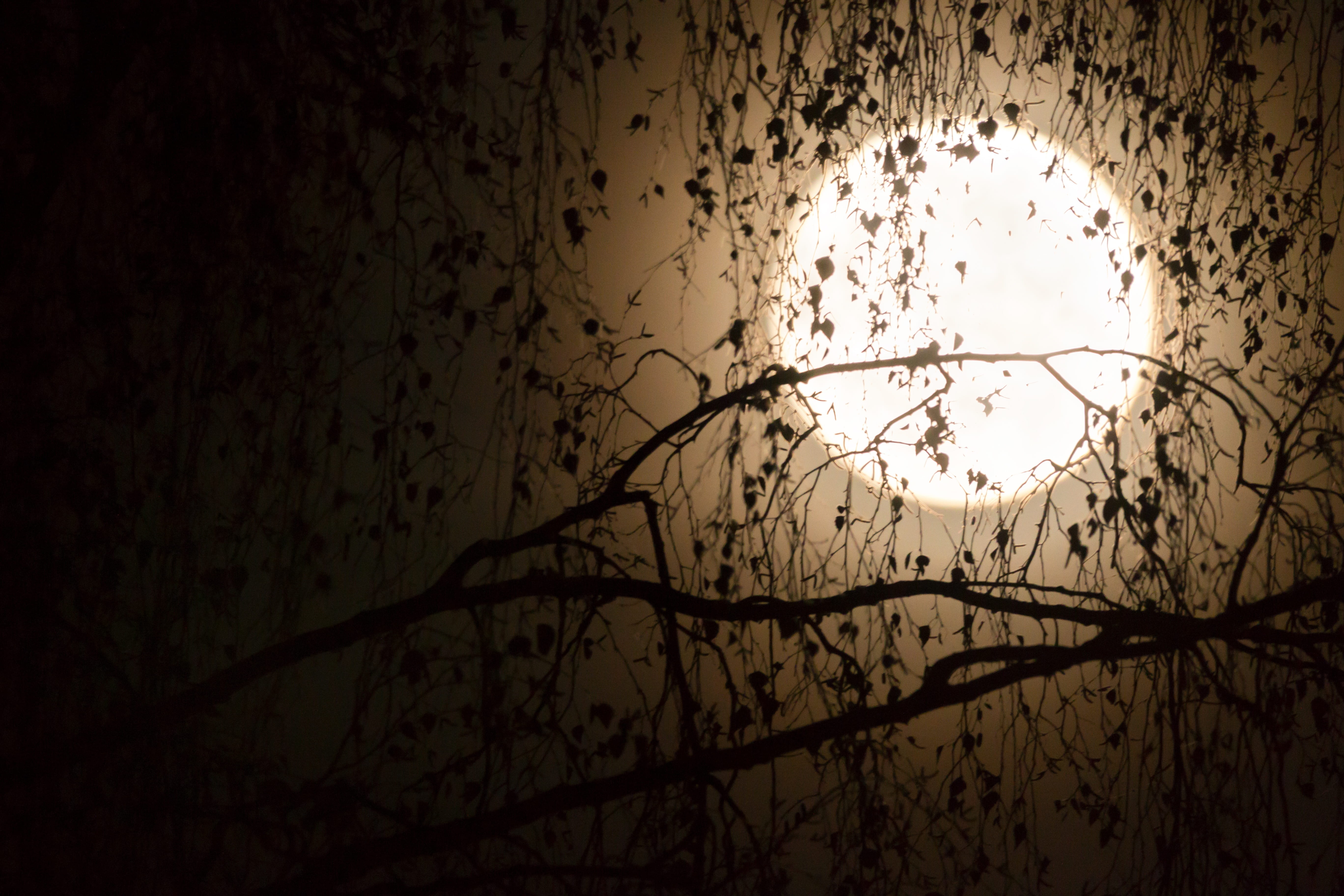 mysthisch, long exposure, yellow, mysterious, for collage, midnight, dark, dramatic, mystical, black, scenics - nature, mood, branch, tranquility, light, HD Wallpaper