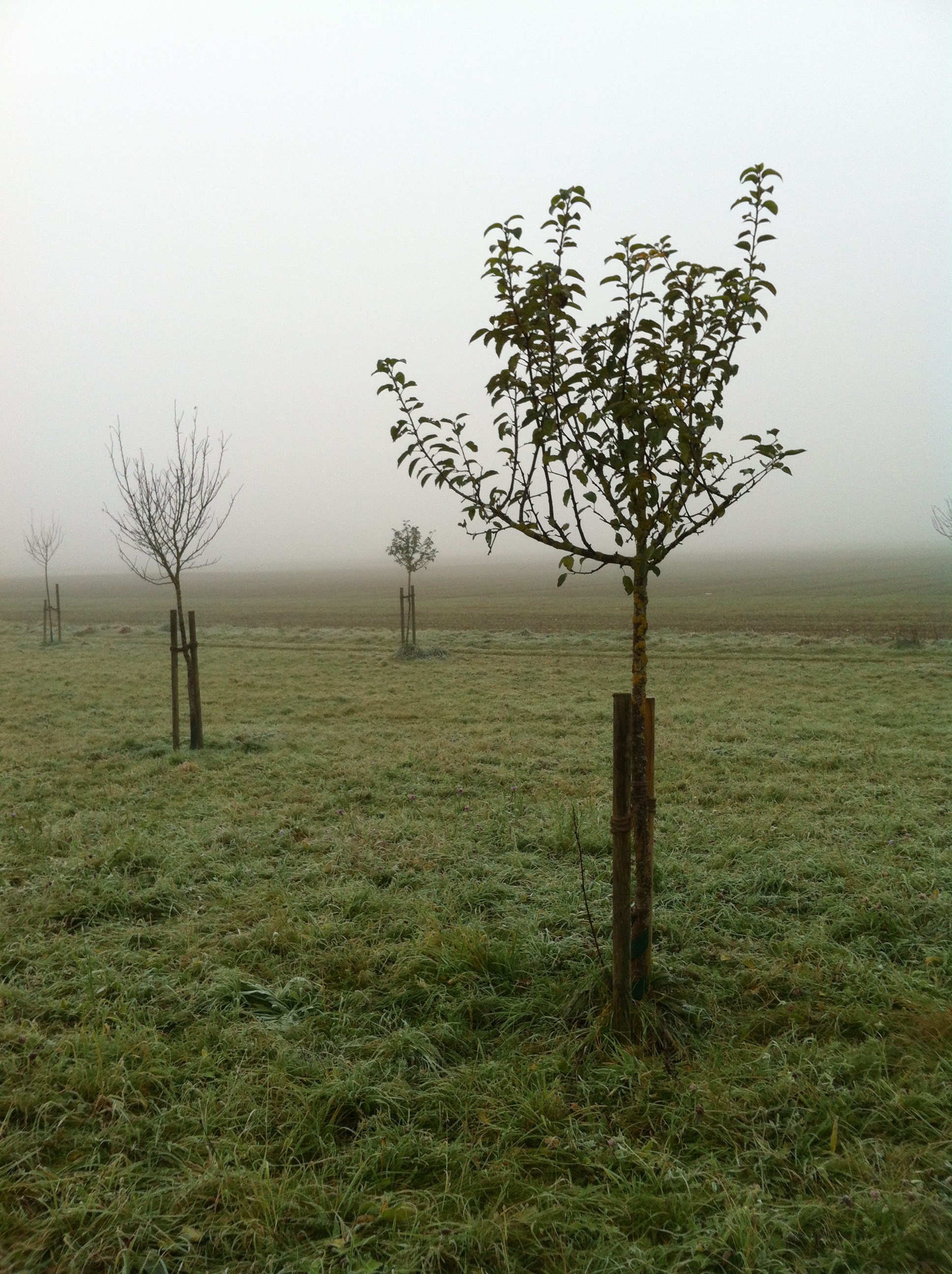 autumn mood, apple trees, melancholic, post, foggy, non-urban scene, sky, green, morbid, meadow, gloomy, silent, day, nature, tranquil scene, trueb, grass, Phone HD Wallpaper