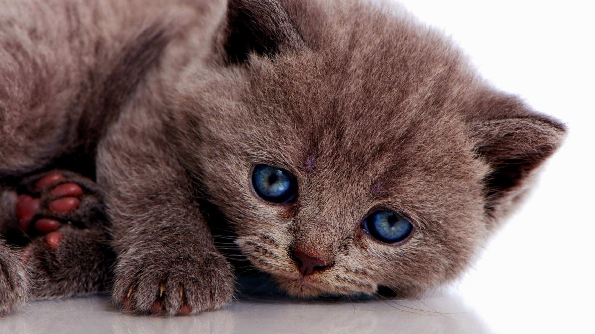 animals, cat, melancholic, 1080P, blue eyed, HD Wallpaper
