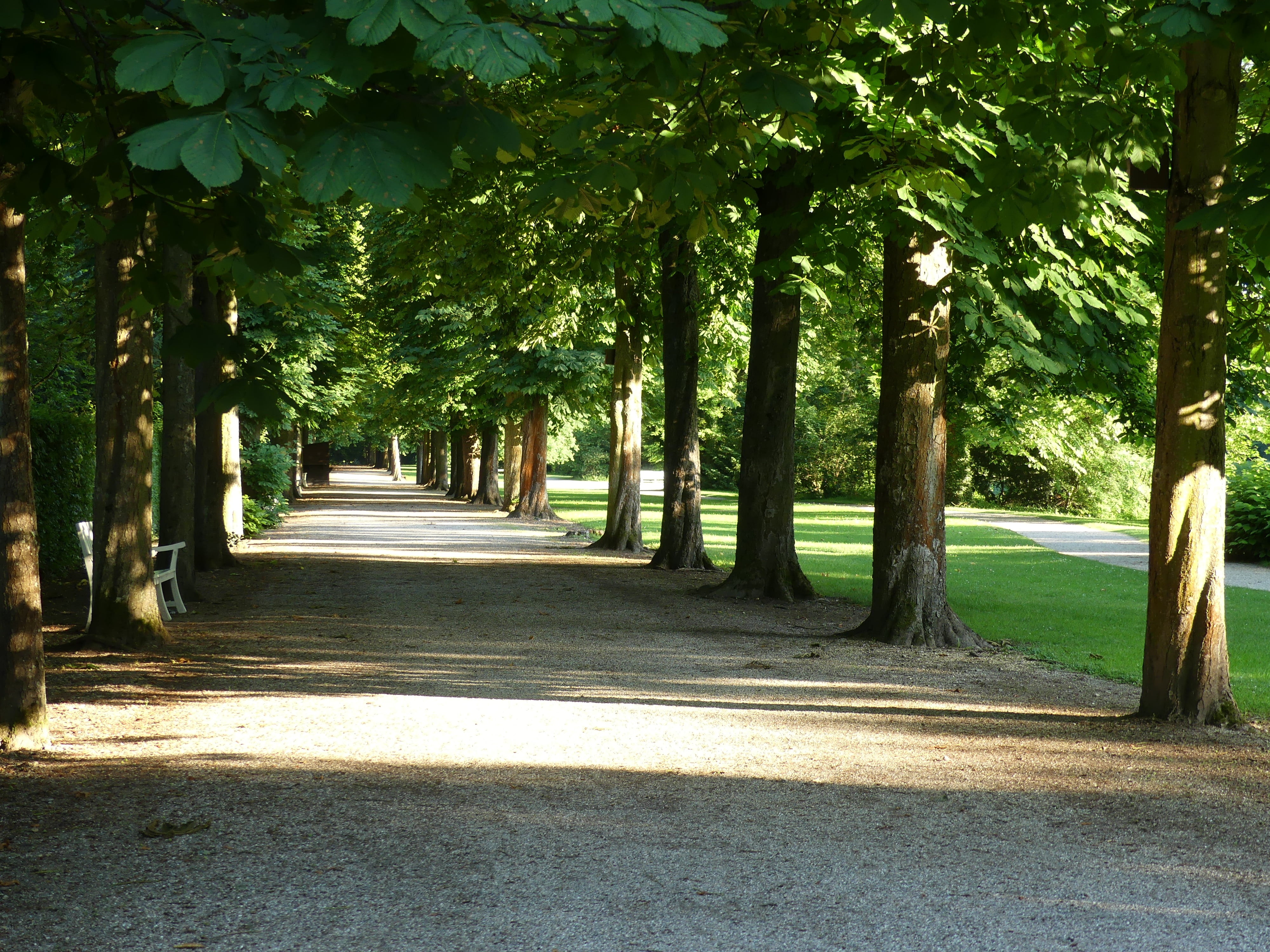 avenue, footpath, treelined, green color, away, road, melancholic, growth, schlossgarten, direction, castle garden, tranquility, plant, tree, park, the way forward, HD Wallpaper