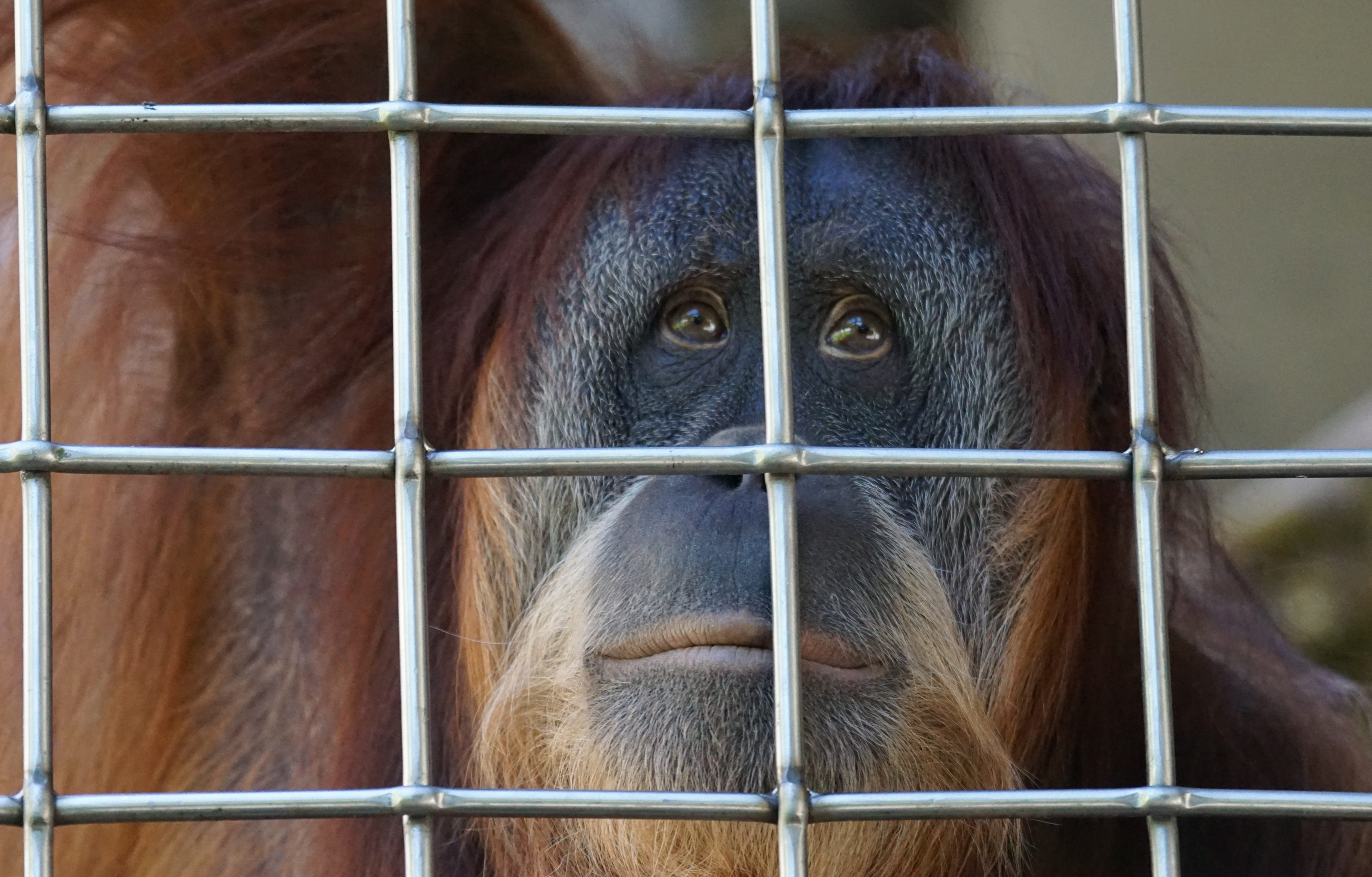orangutan, thinking, animal head, grid, day, zoo, old world monkey, imprisoned, photography, portrait, vertebrate, baboon, one animal, shallow, melancholic, HD Wallpaper