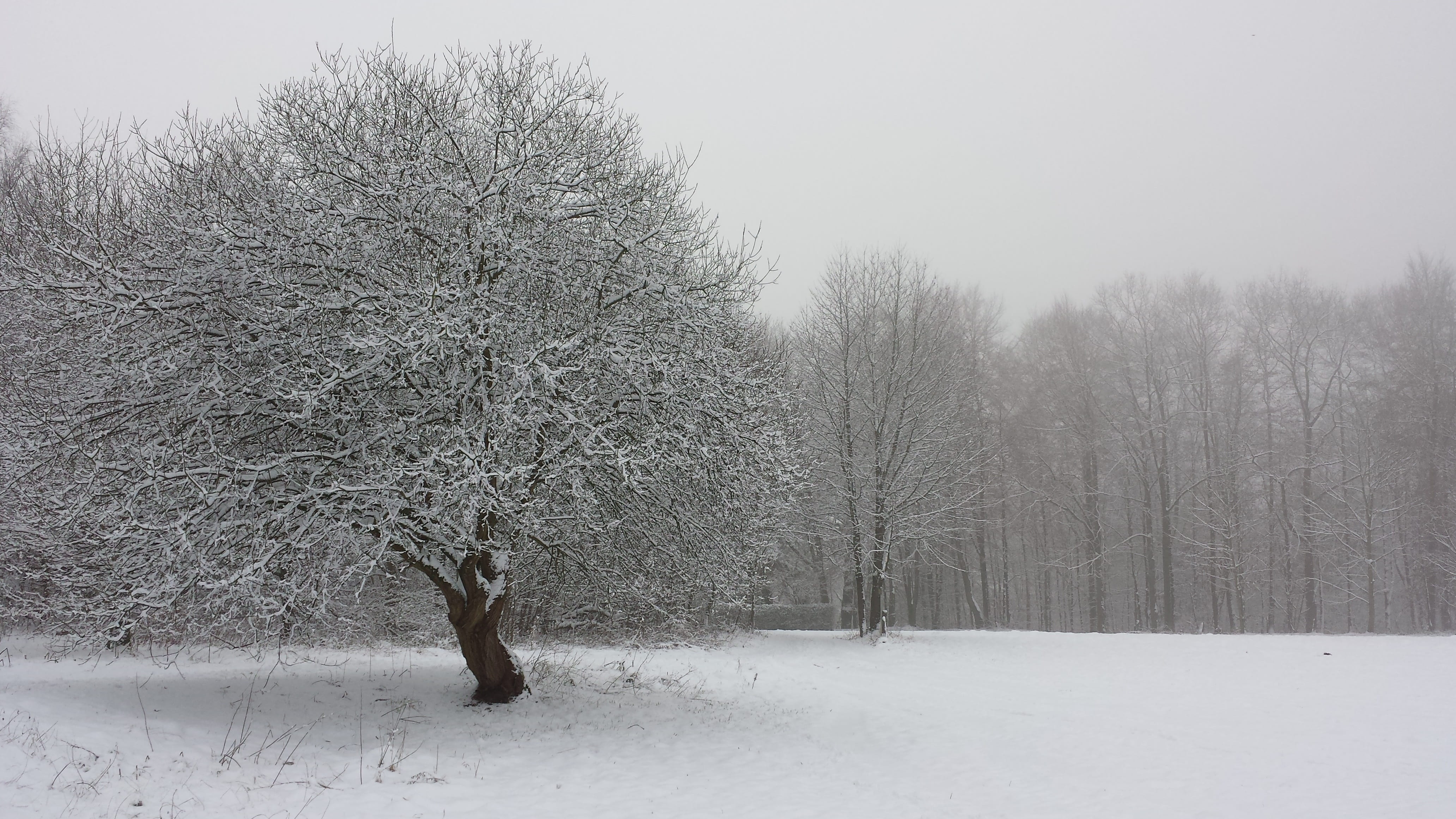 environment, forest, plant, 4K, animal, nature, cold, mammal, one animal, landscape, photography, field, animal themes, snow landscape, tree, wintry, bare, HD Wallpaper