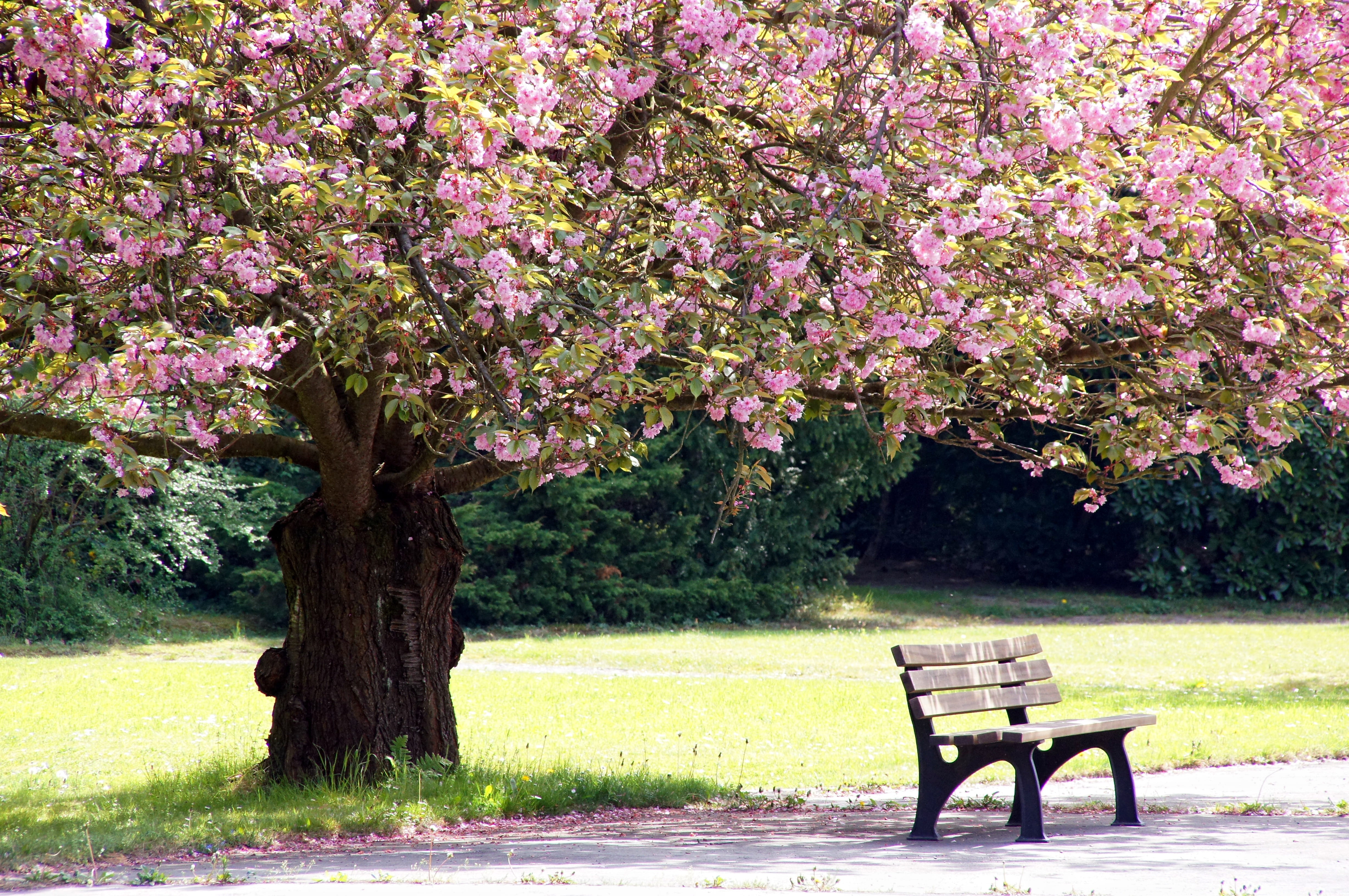 cherry tree, freshness, leaves, park bench, nature, beauty in nature, fragility, cherry blossom, no people, outdoors, flowering plant, plant, park, flower, HD Wallpaper