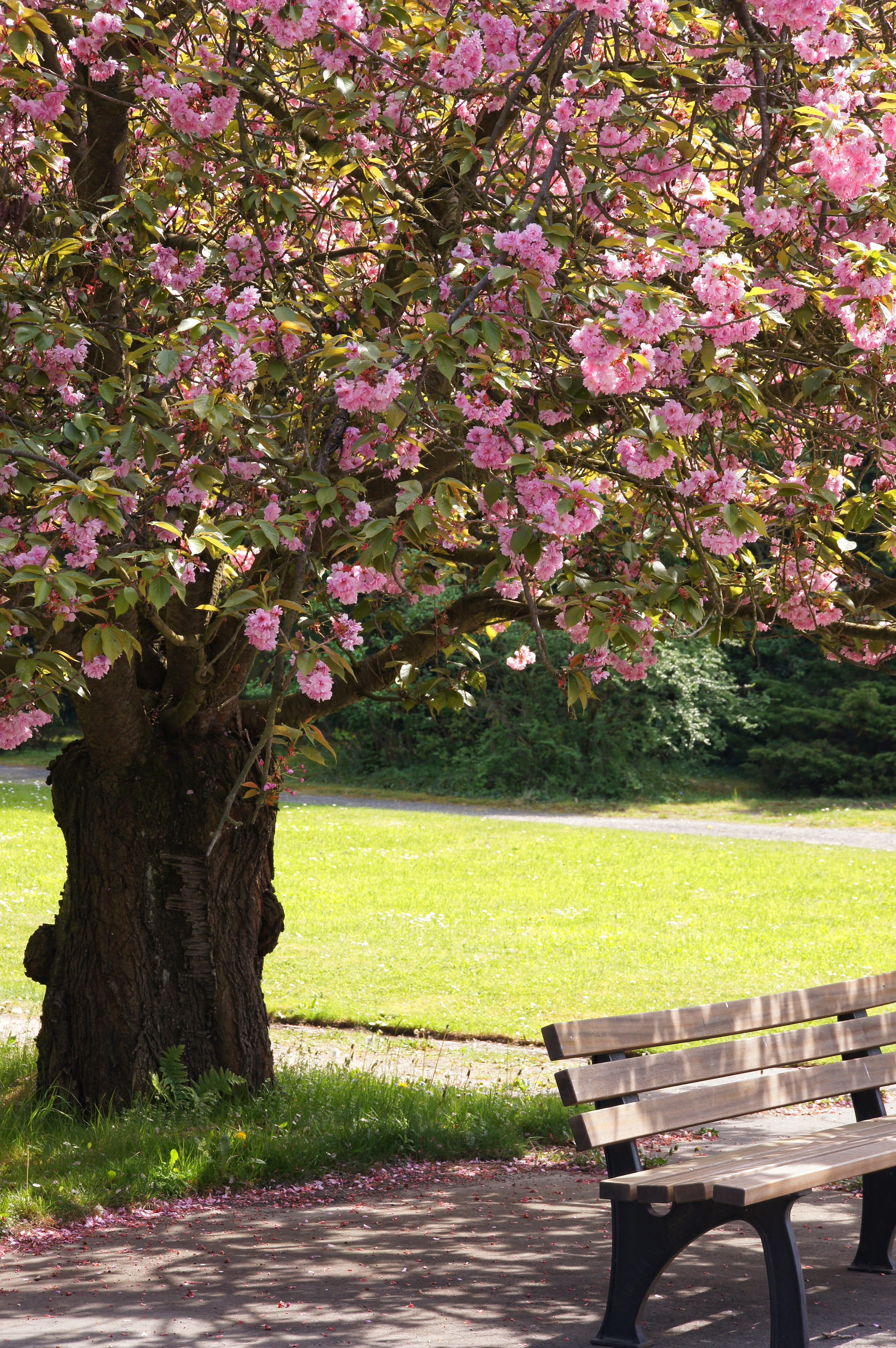nature, flowers, 4K, tranquility, park, growth, absence, park - man made space, park bench, plant, bank, bench, beauty in nature, fragility, Tree, flowering plant, Phone HD Wallpaper