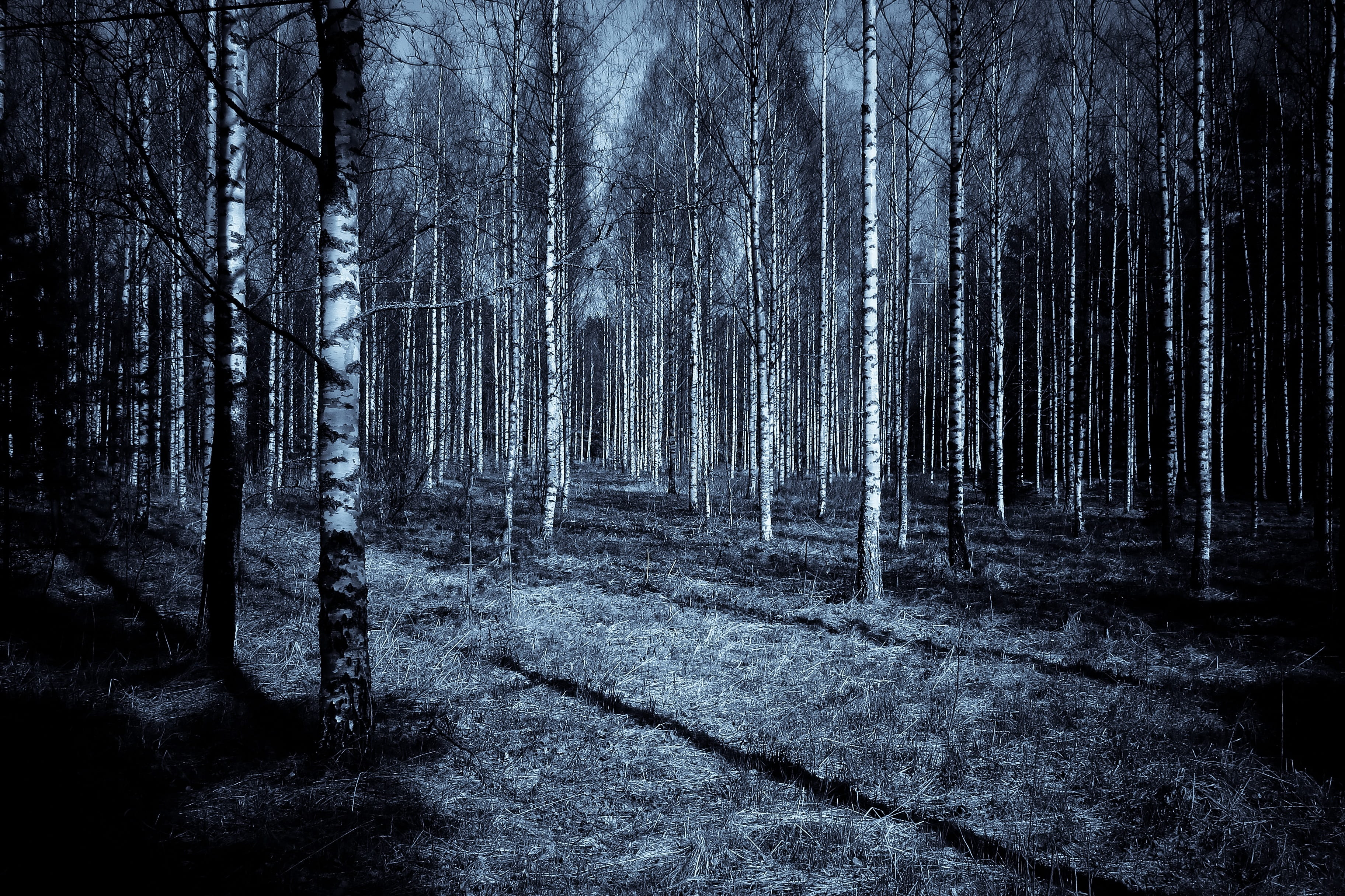 environment, terrified, day, focus on shadow, sky, black, branch, color, non-urban scene, woodland, tree trunk, trunk, elegance, blue, beauty in nature, HD Wallpaper
