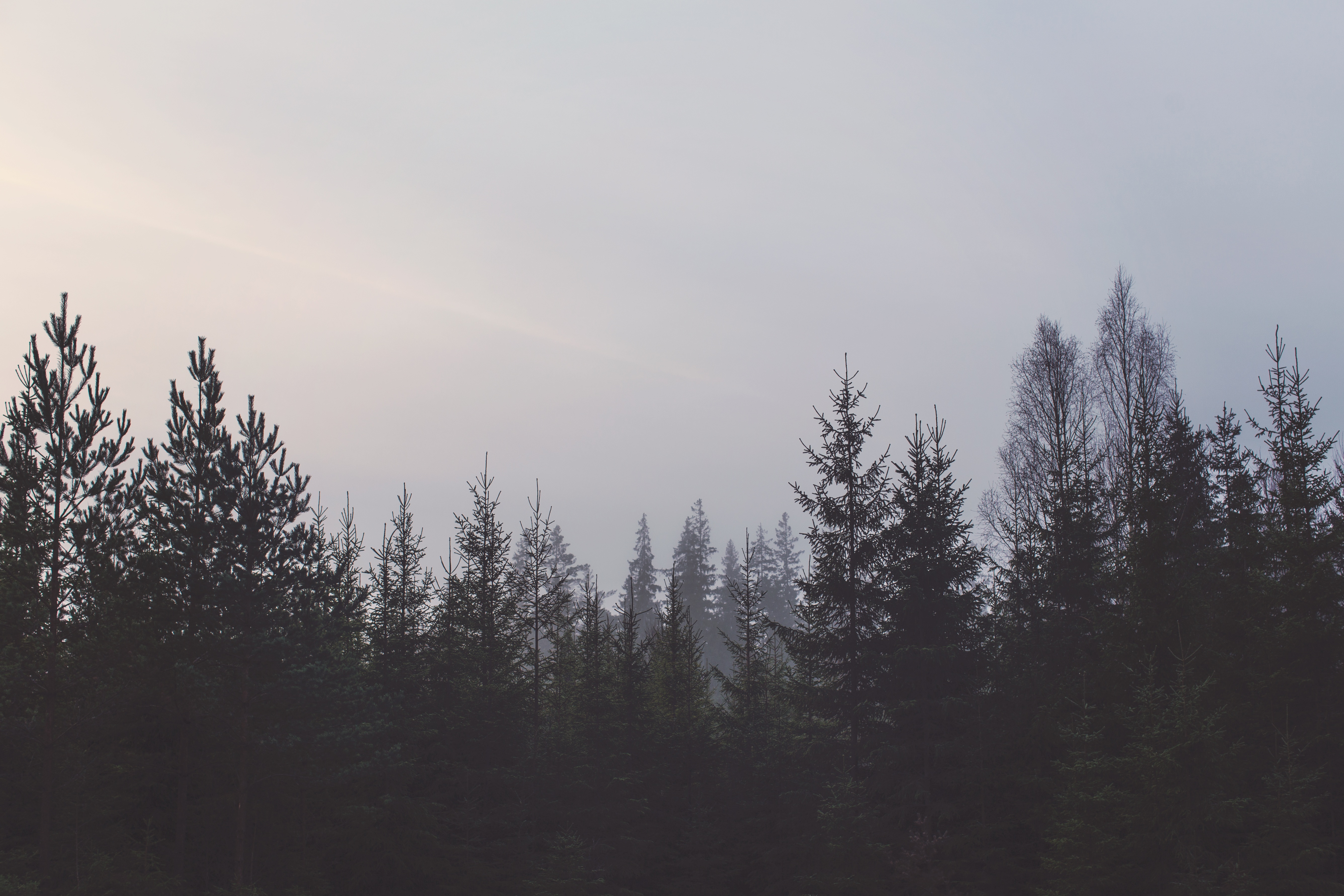 pine tree, sky, winter, landscape, photo, scenics - nature, cloudy, leaf, mysterious, skies, trees, no people, beauty in nature, nature, plant, outdoors, HD Wallpaper