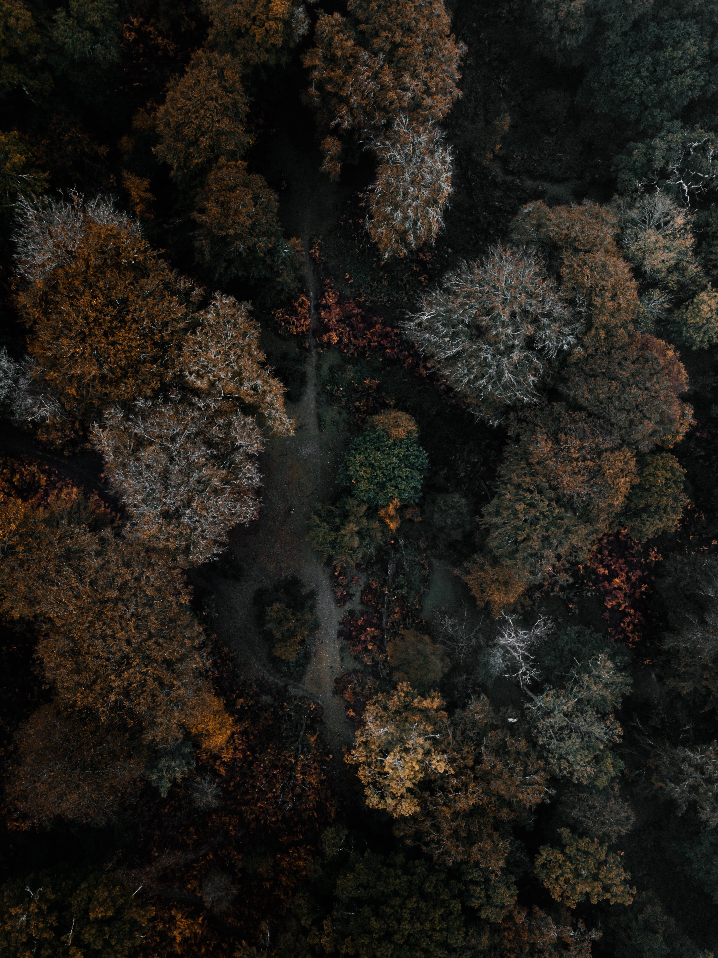 treetop, woodland, weather, gloom, photography, beauty In Nature, nature, scenics, color Image, branch, aerial, season, tree, brown, cloud, multi Colored, Phone HD Wallpaper