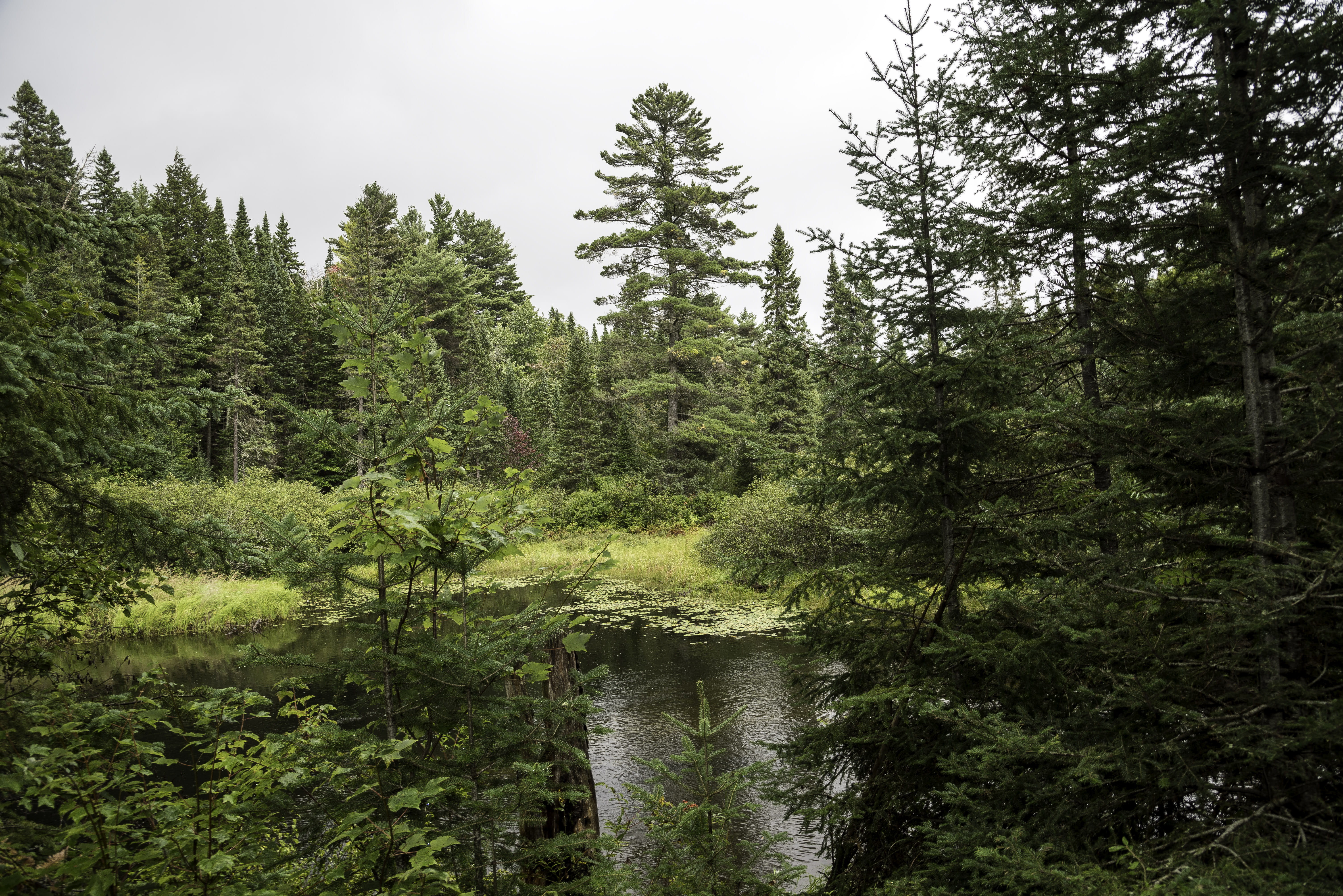 wilderness Area, sky, no People, non-urban scene, lake, tranquility, algonquin, pine Tree, plant, Algonquin Provincial Park, outdoors, woodland, pine woodland, HD Wallpaper
