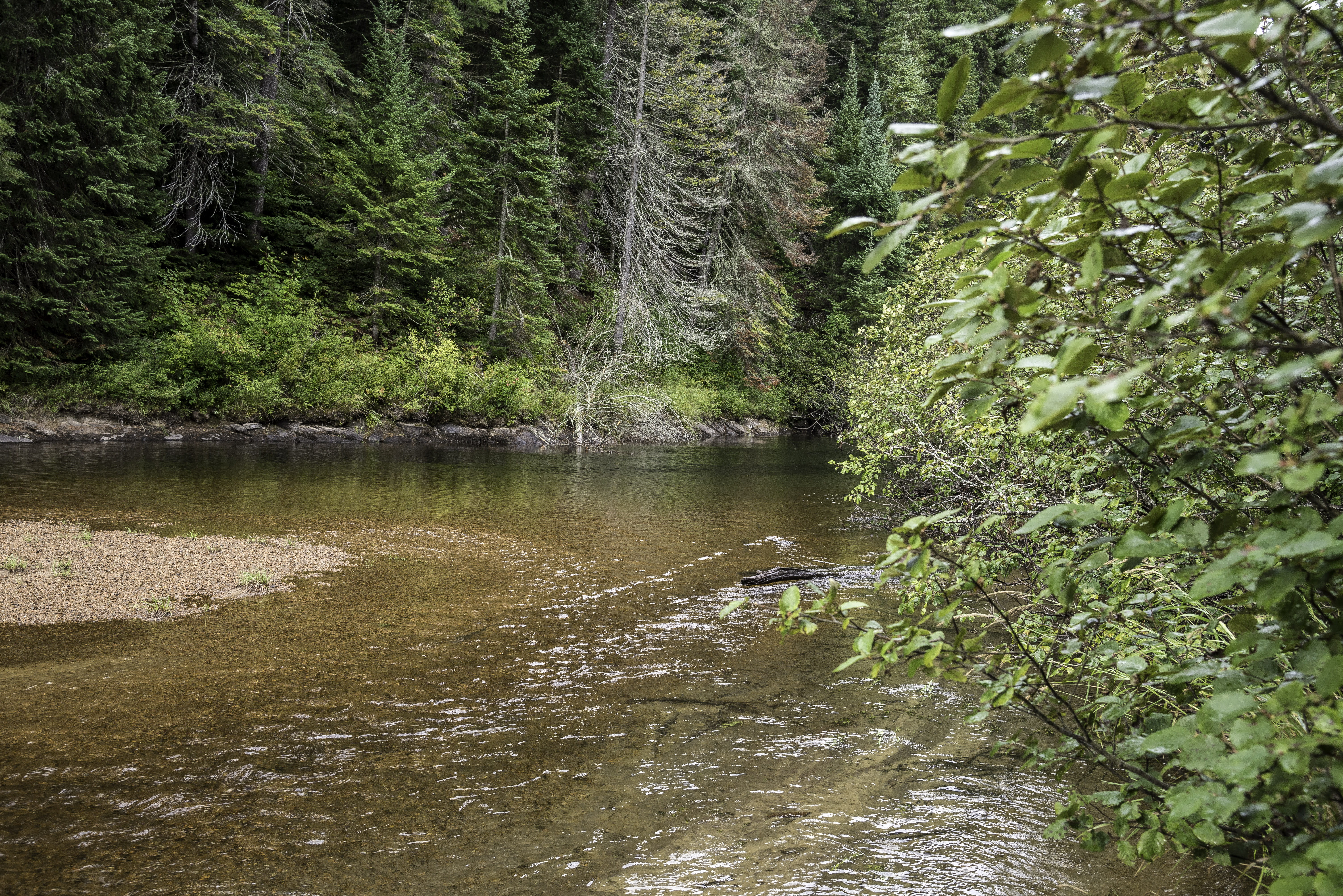 mode of transportation, growth, Algonquin Provincial Park, park, photos, outdoors, woodland, Scenic River, reflection, provincial, forest, Canada, Ontario, HD Wallpaper