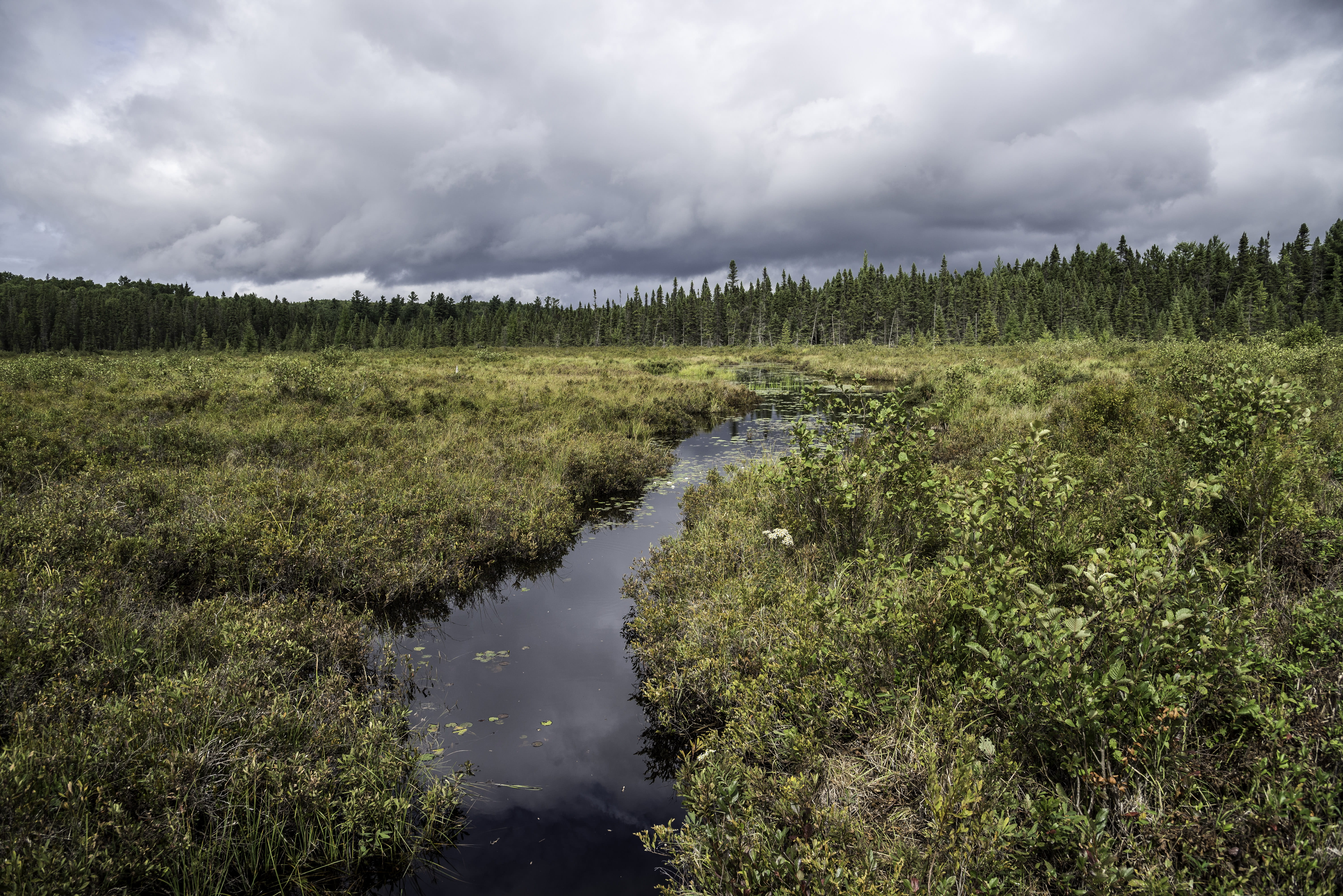 woodland, tree, environment, clouds, tranquility, land, water, 5K, lake, summer, Canada, scenics, rain, cloudscape, scenics - nature, algonquin, river, HD Wallpaper