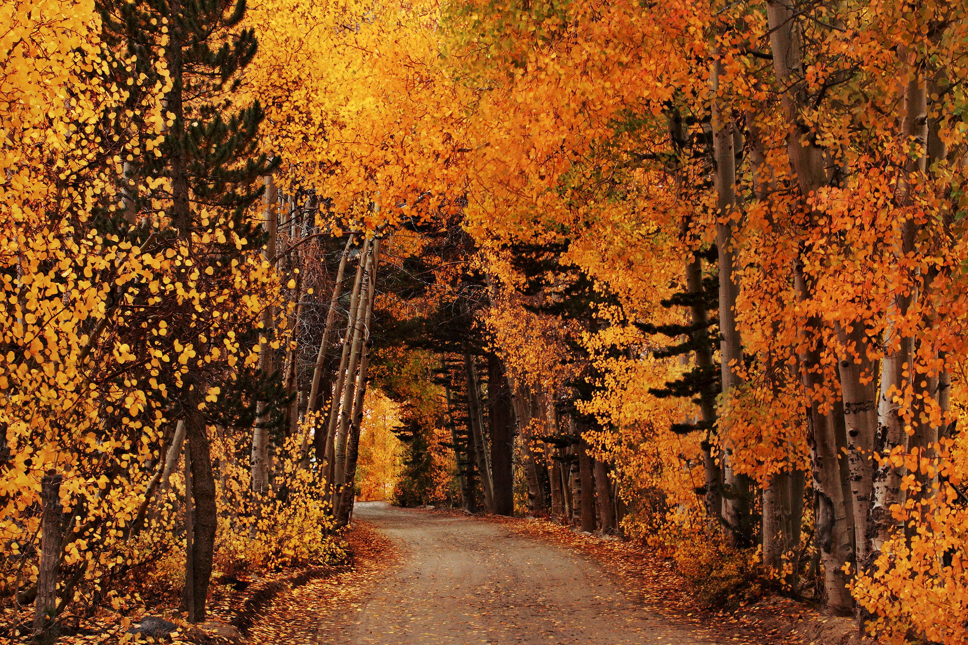 lonely Road, autumn  leaves, season, gold Colored, foliage, dawn, orange Color, october, 1080P, California, Crayola, red, light, tree, autumn, outdoors, HD Wallpaper