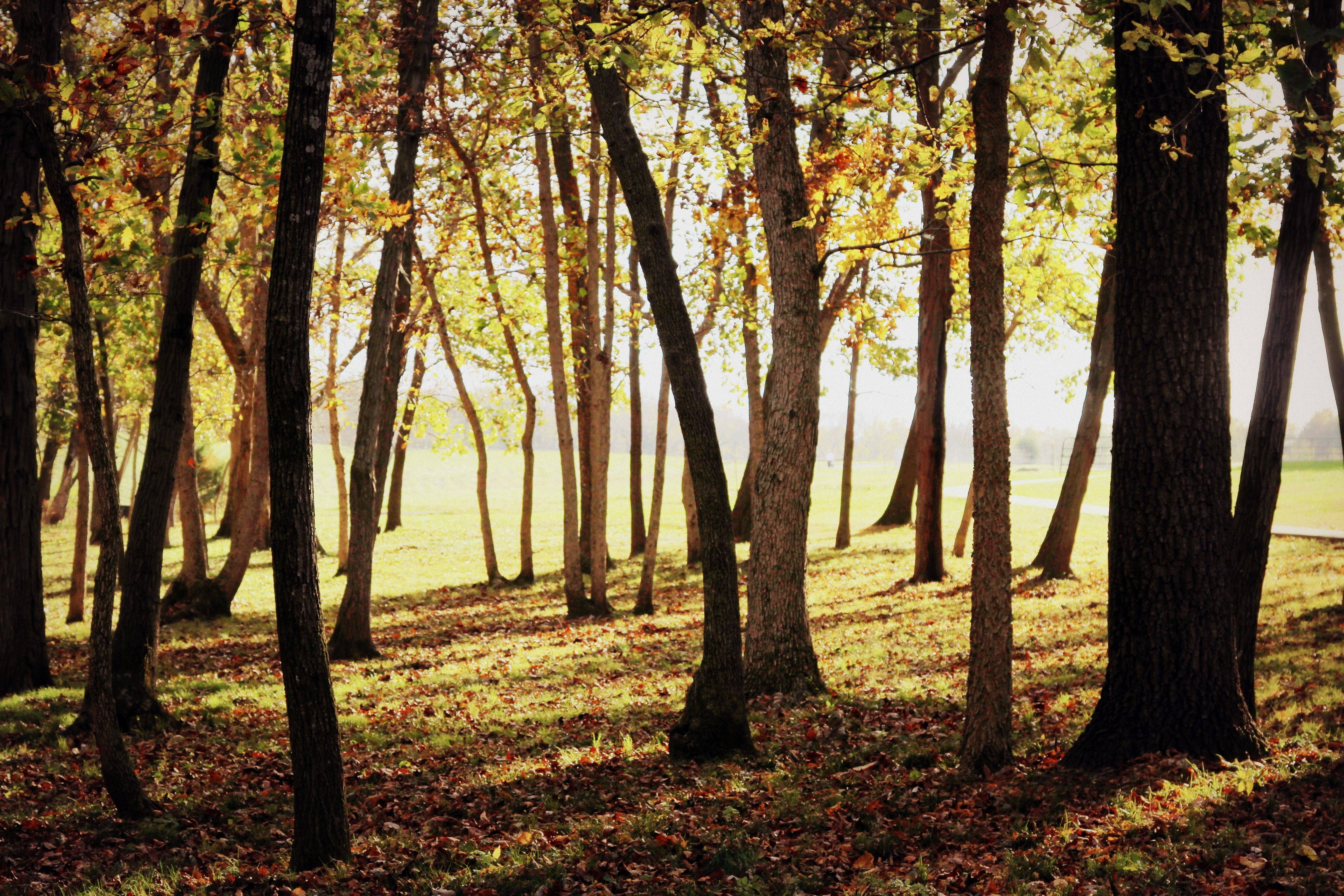 leaf, golden, outdoors, foggy, branch, growth, tree, tranquil scene, no people, color, park, natural, landscape, wood, trail, land, bright, scenics - nature, HD Wallpaper