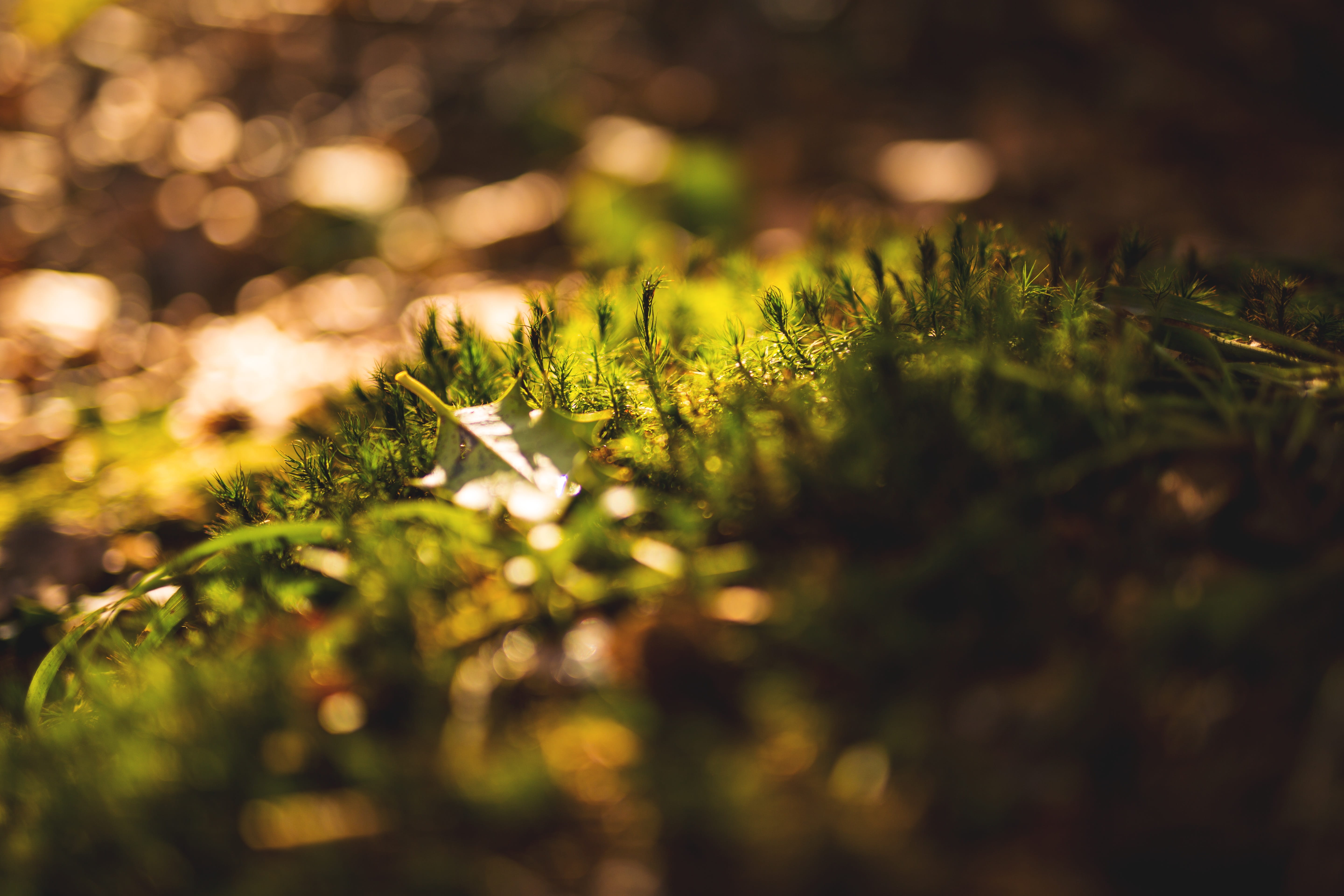 Forest, field, land, tree, Autumn, white, sunlight, brown, forest floor, nature park, red leaf, freshness, day, oak leaf, growth, beauty in nature, autumn forest, HD Wallpaper