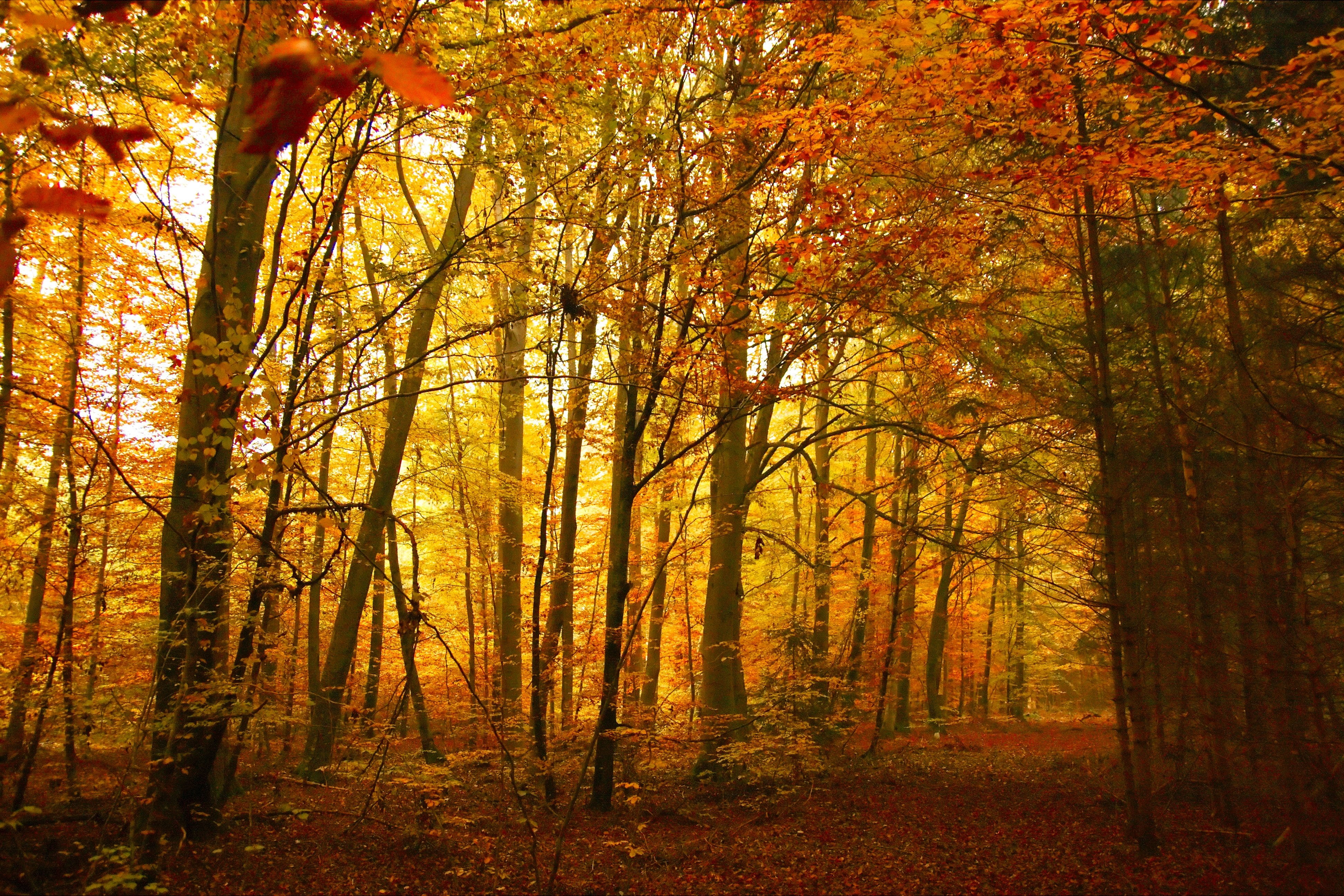 non-urban scene, forest, bright, sun, woodland, land, gold, yellowed, plant, landscape, fall, red, plant part, change, tree, wood, park, sunny, season, HD Wallpaper