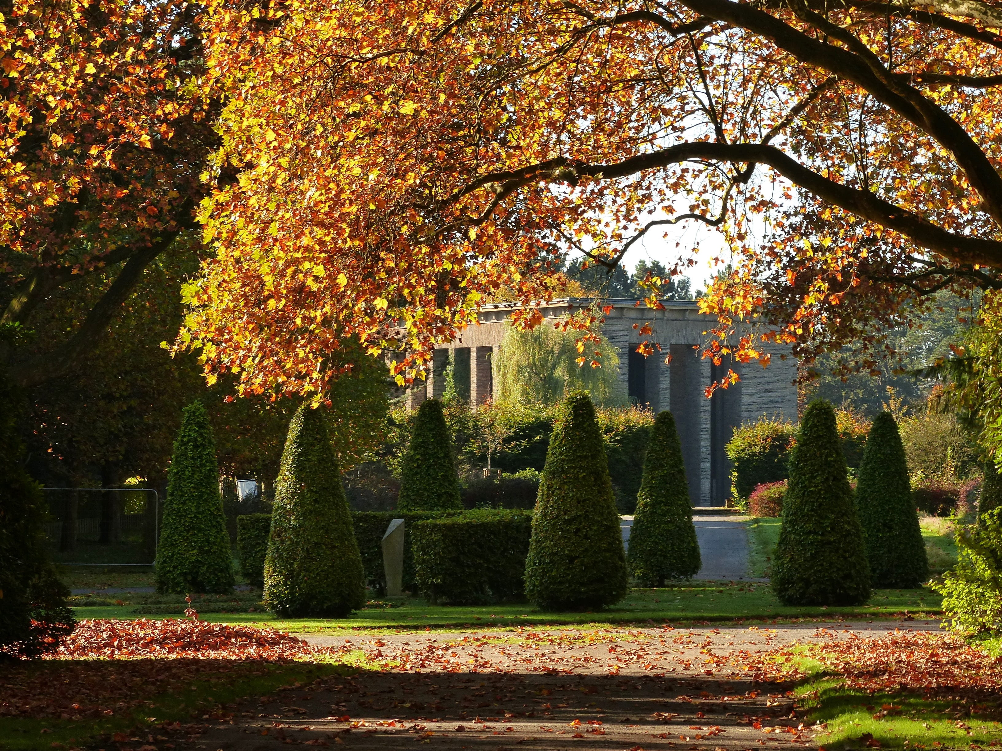 farbenpracht, growth, light, architecture, fall, building exterior, plant, no people, park - man made space, bright colours, beauty in nature, leaves, fall foliage, HD Wallpaper