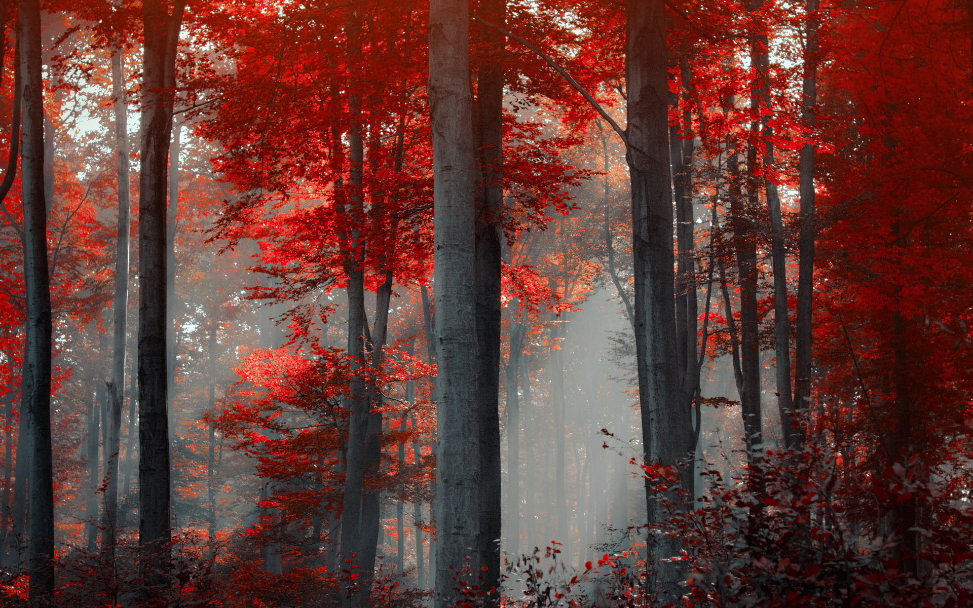 sunbeam, forest, trees, color, beams, seasons, 1080P, bark, nature, digital, fall, sunlight, light, leaves, trunk, art, autumn, landscapes, red, HD Wallpaper