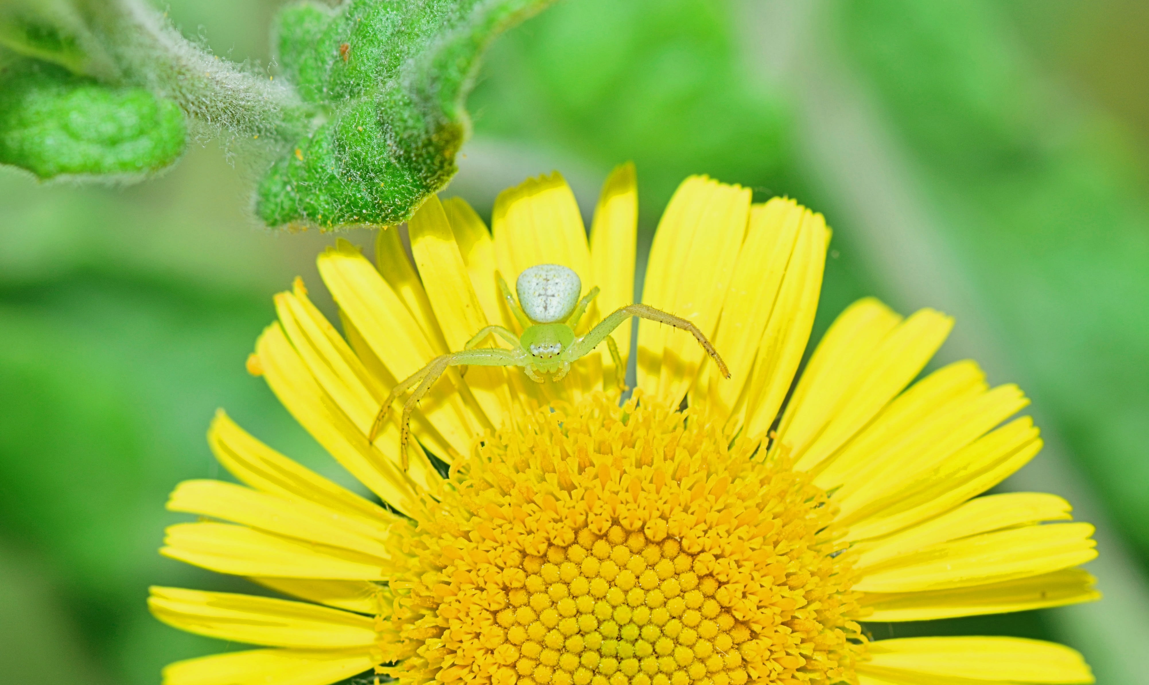 insect, flowers, bichito, damselfly, afternoon, winged insect, nectar, purity, detail, summer, fragility, life, nature, vegetable, arachnophobia, design decoration, HD Wallpaper