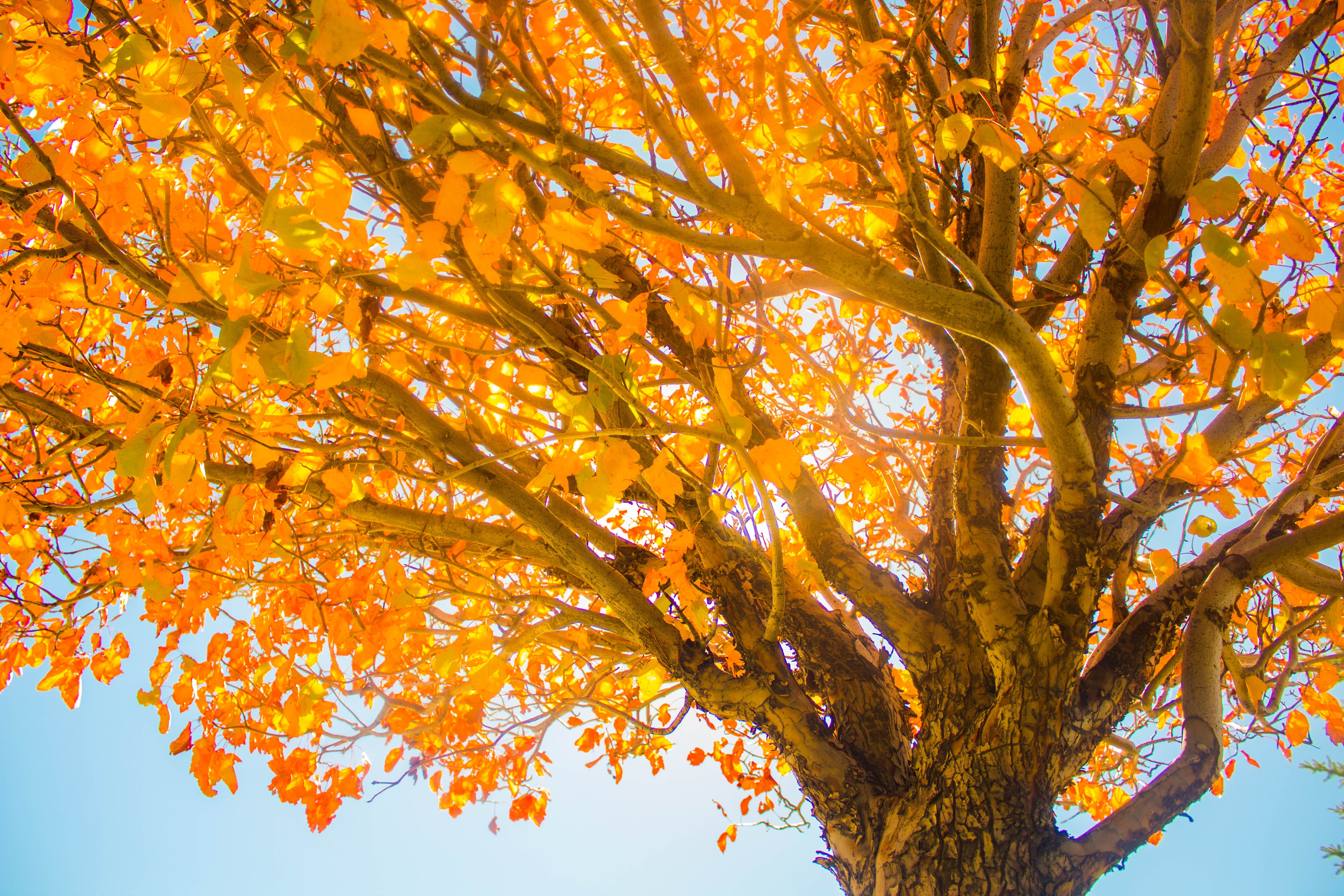 nature, branch, outdoor, orange color, orange, tranquility, low, day, sunset, gold, photography, plant part, tree, autumn, sun, leaf, sky, landscape, forest, HD Wallpaper