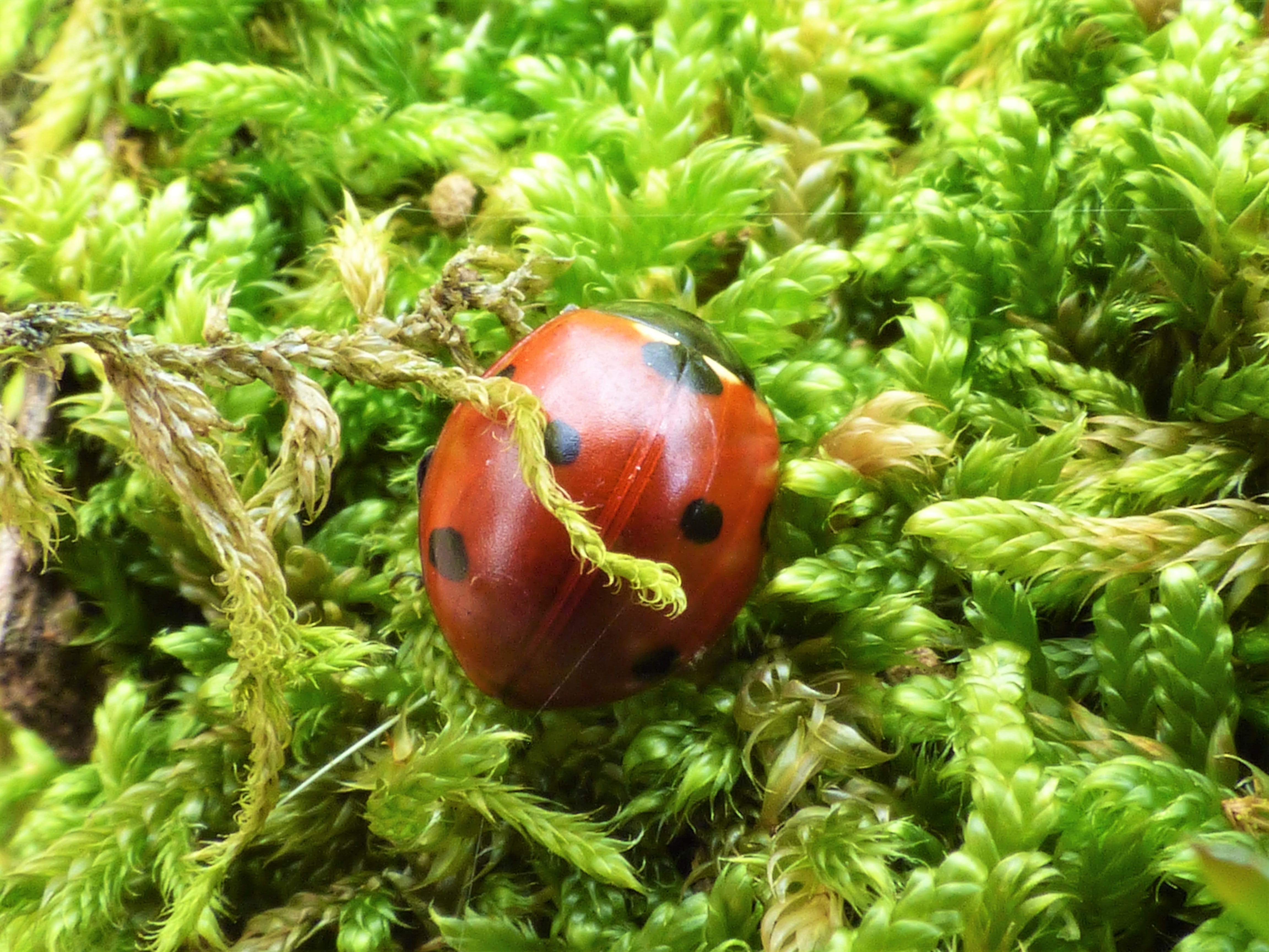 Forest, selective focus, christmas, growth, beetle, focus on foreground, season, food and drink, Autumn, food, fruit, Ladybug, light, healthy eating, animal, HD Wallpaper