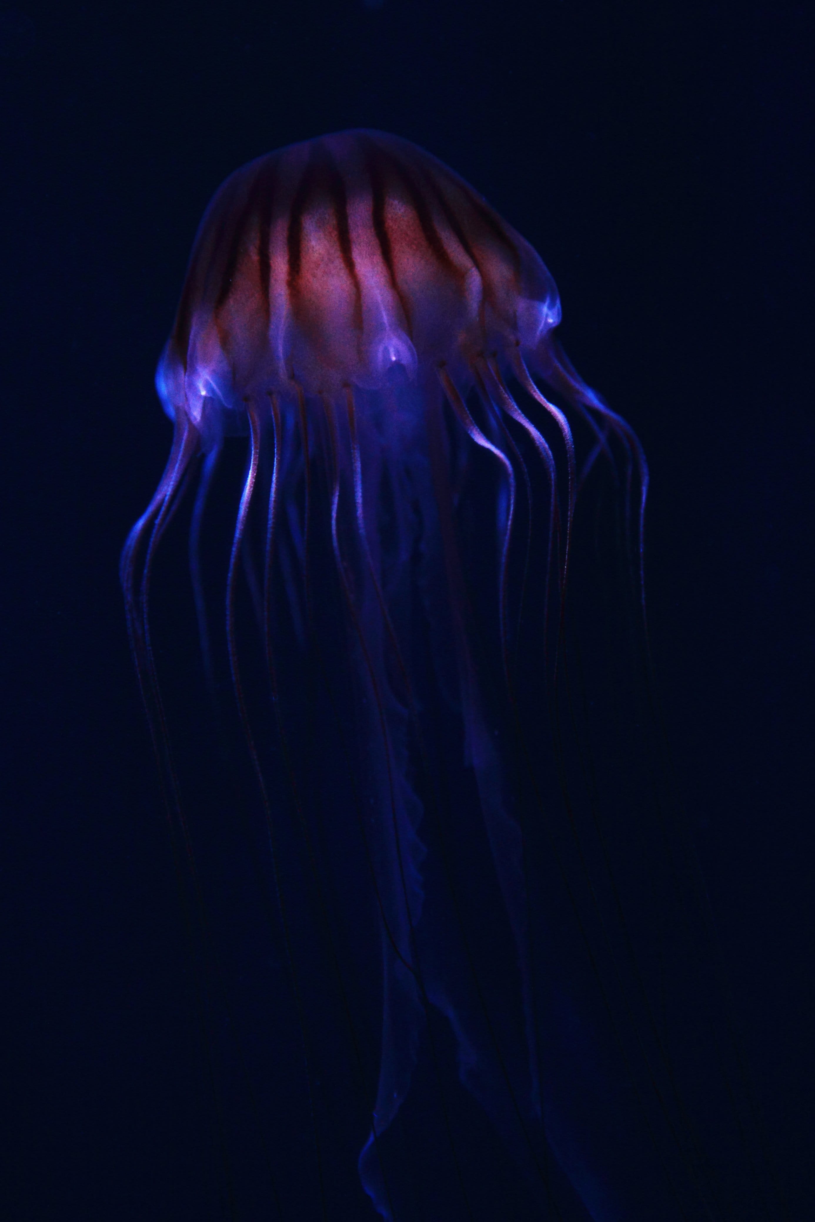 creature, deep, undersea, jelly, 4K, water, indoors, translucent, no people, Jelly Fish, animals in the wild, float, purple, jellies, jellyfish, invertebrate, Phone HD Wallpaper