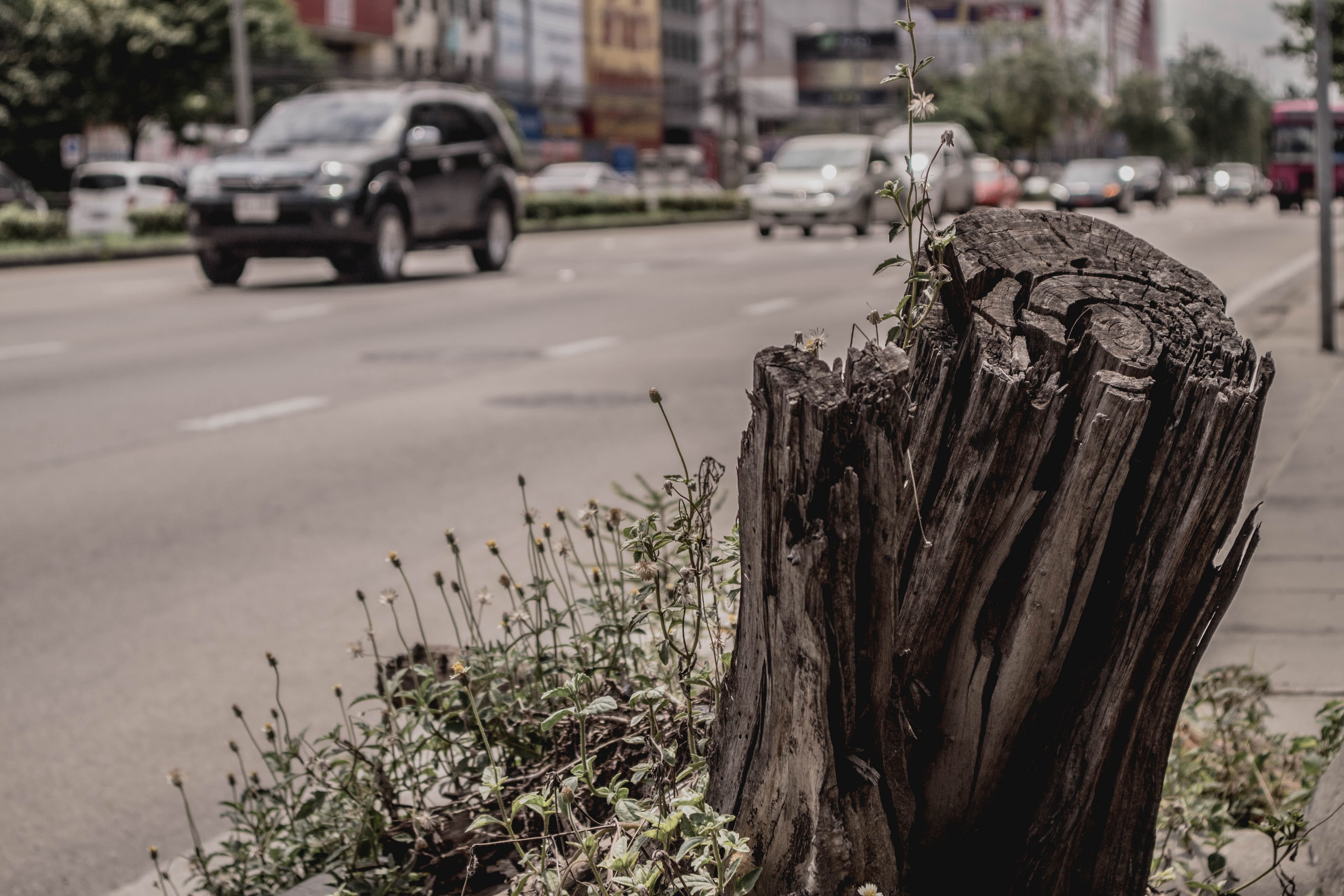 day, road, 5K, a faint light, car, outdoors, bark, wood - material, architecture, street, tree trunk, nature, close-up, mode of transportation, focus on foreground, HD Wallpaper