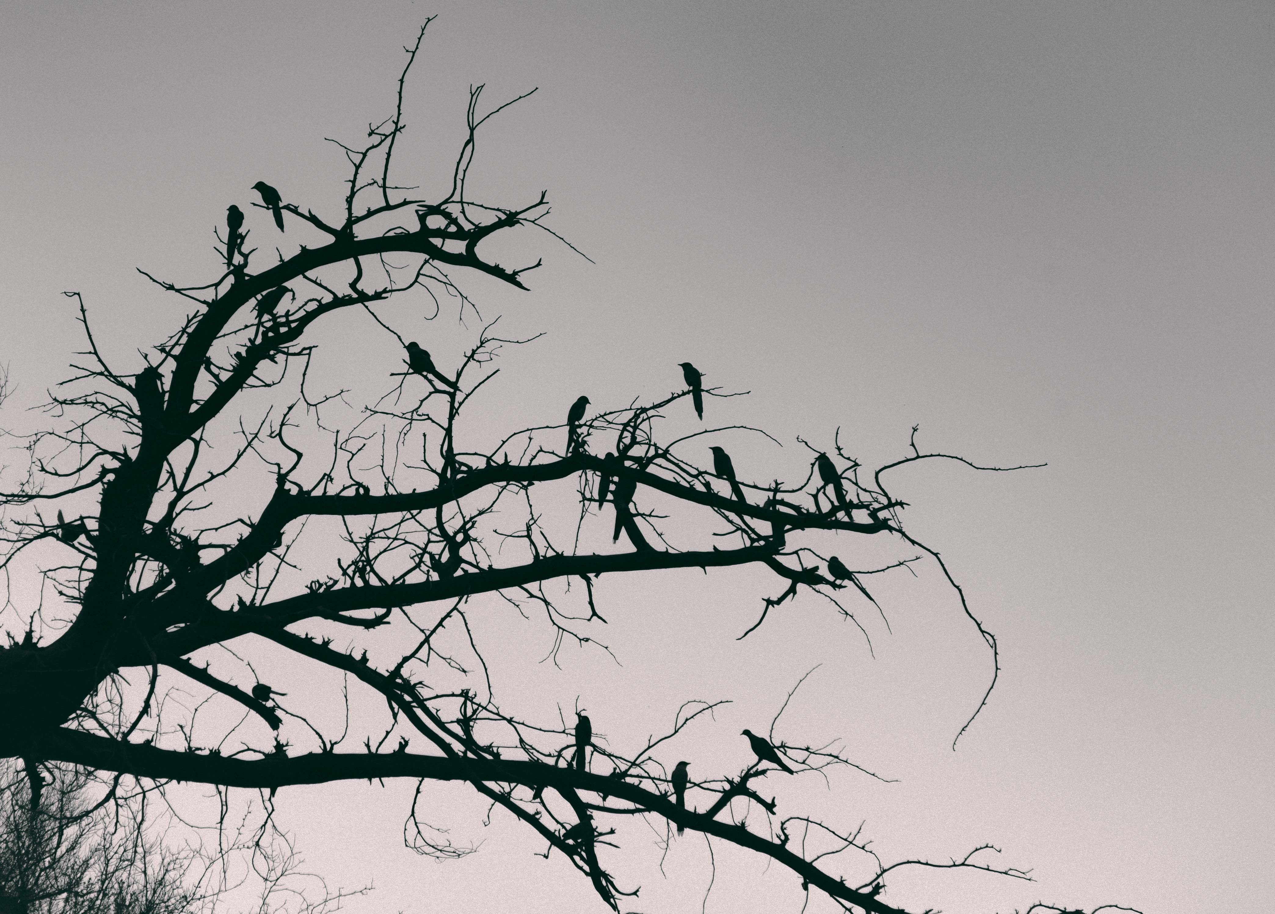 4K, bird, sky, animal wildlife, bare tree, plant, dead plant, clear sky, animal themes, shiku temple（gongyi, nature, tree, outdoors, day, flock of birds, HD Wallpaper