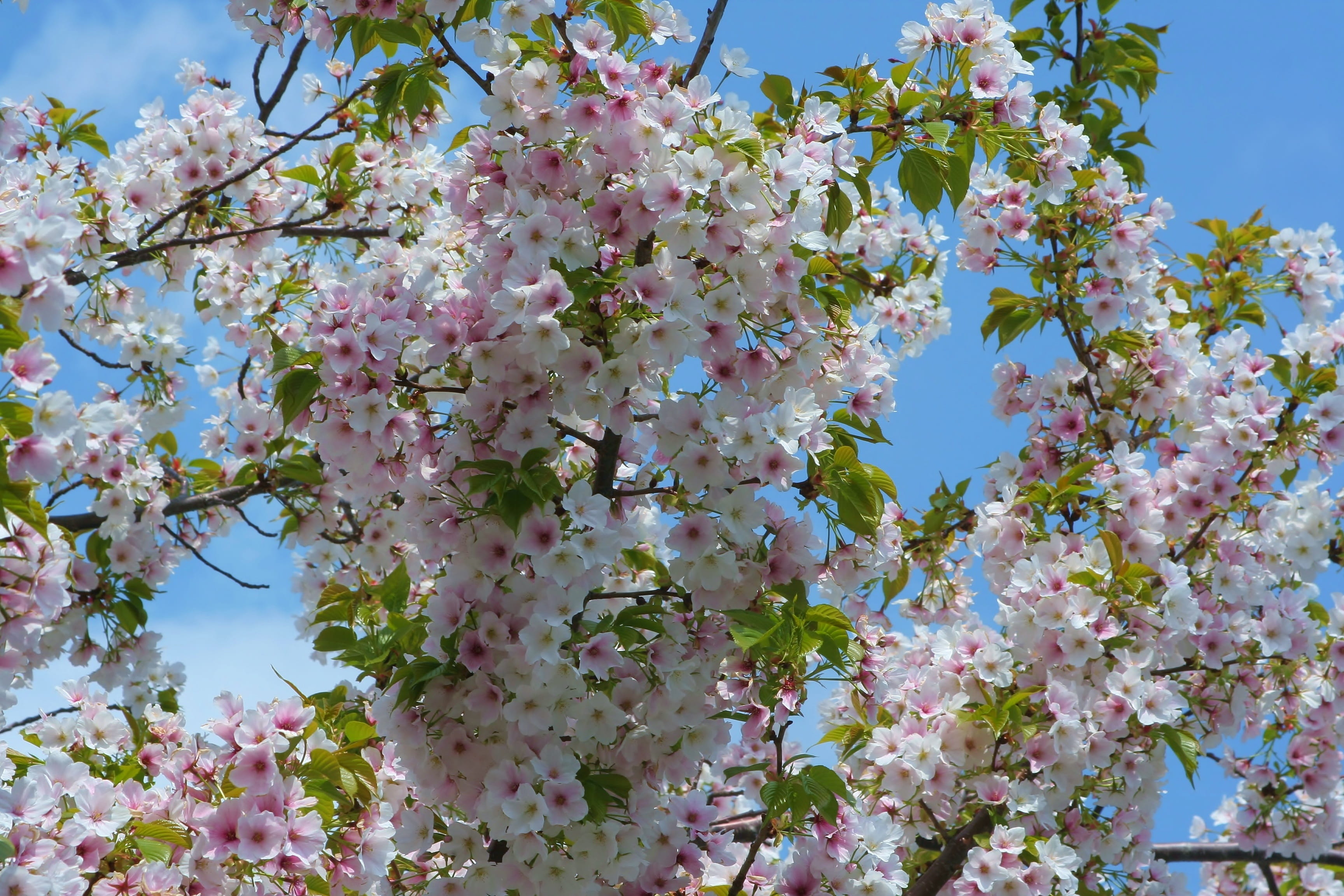 plant, low angle view, branch, cherry tree, pink, tree, nature, close-up, 2K, spring, april, flowering plant, vulnerability, blue sky, day, sky blue, springtime, HD Wallpaper