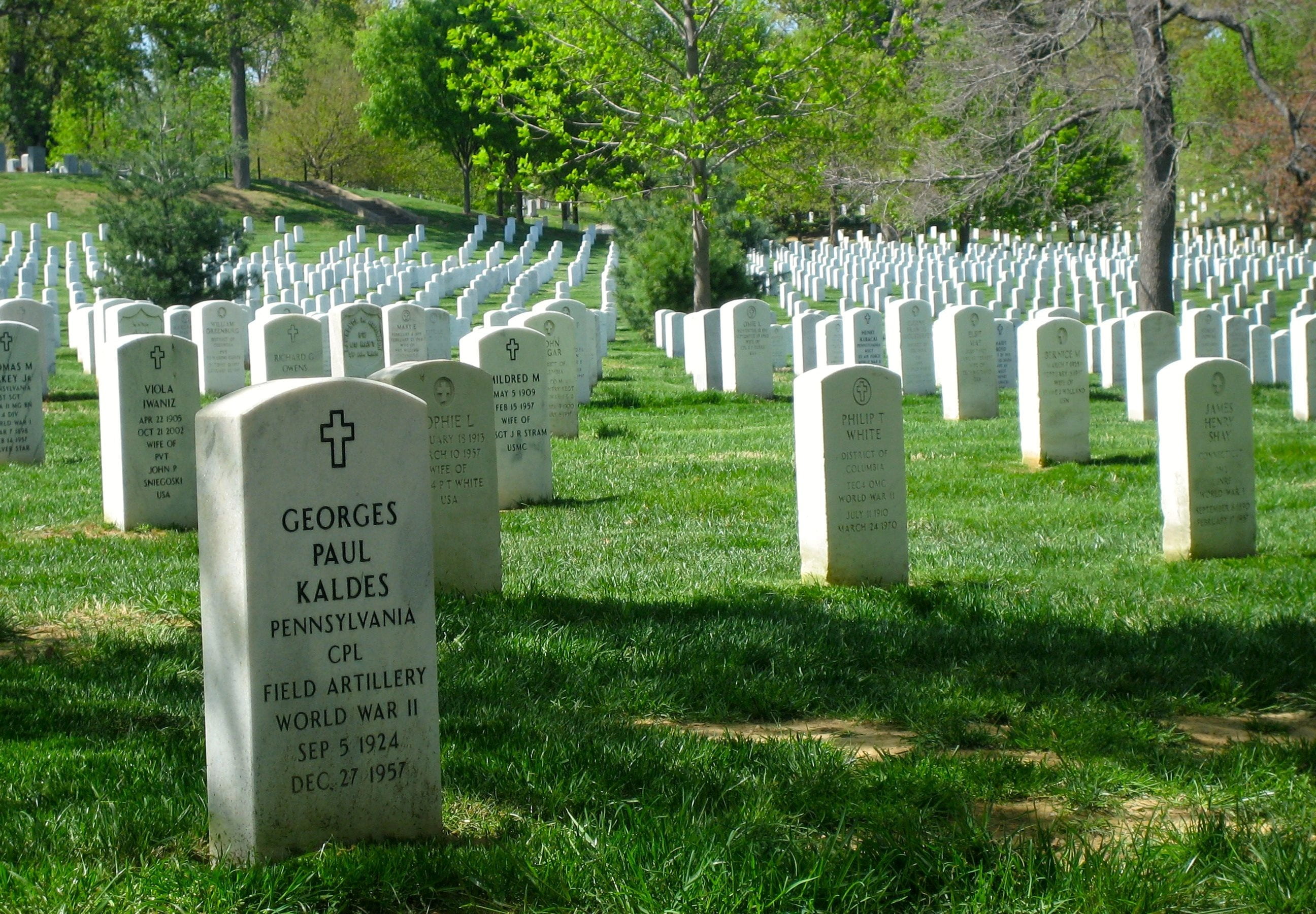 tree, graveyard, the past, veterans, green color, tombstone, memorial day, fallen soldiers, text, arlington national cemetery, in a row, daytime, remembrance, HD Wallpaper
