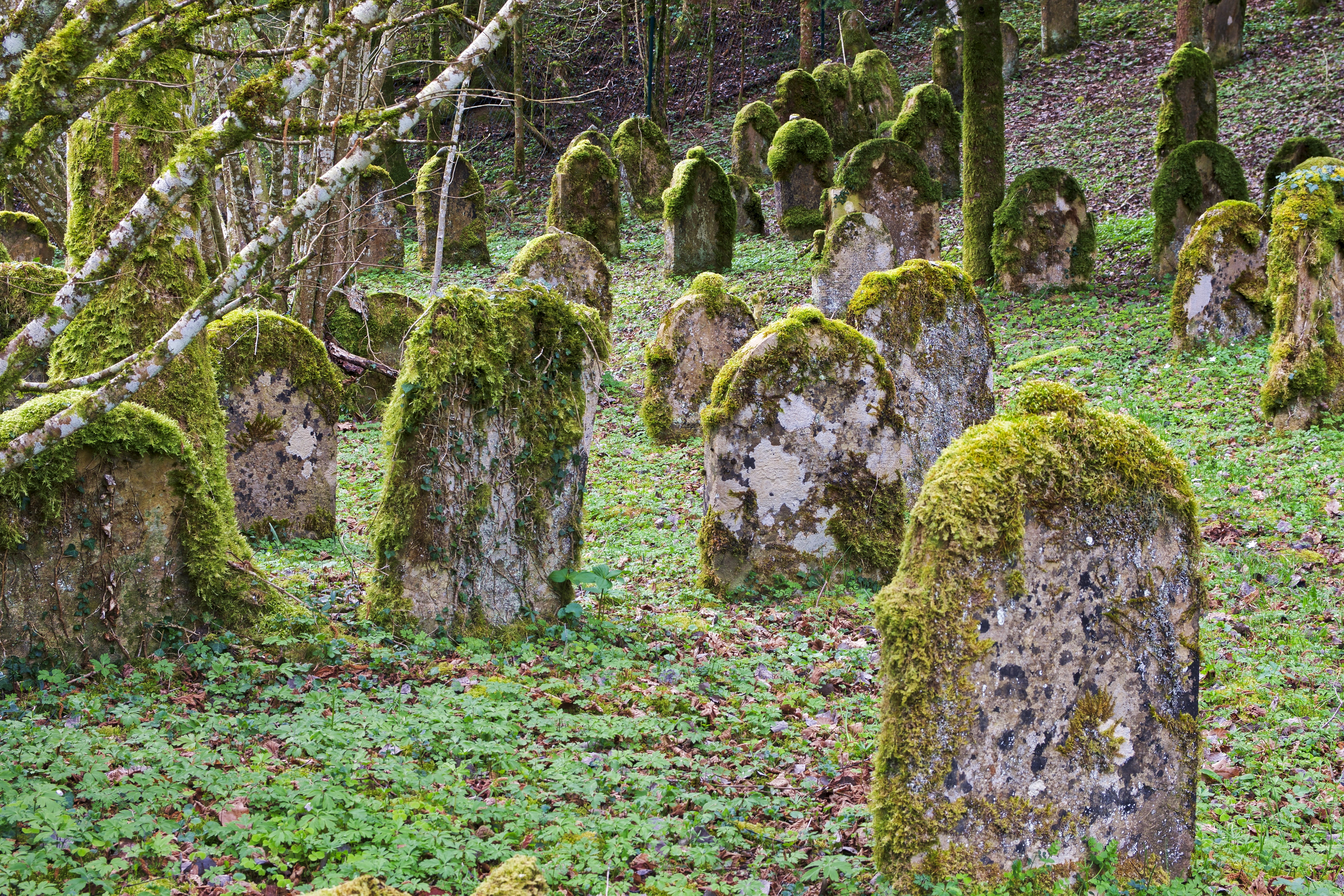 forest, plant, lichen, history, ancient, green color, old, nature, cemetery, stone material, architecture, slope, outdoors, 5K, covered, the past, growth, HD Wallpaper