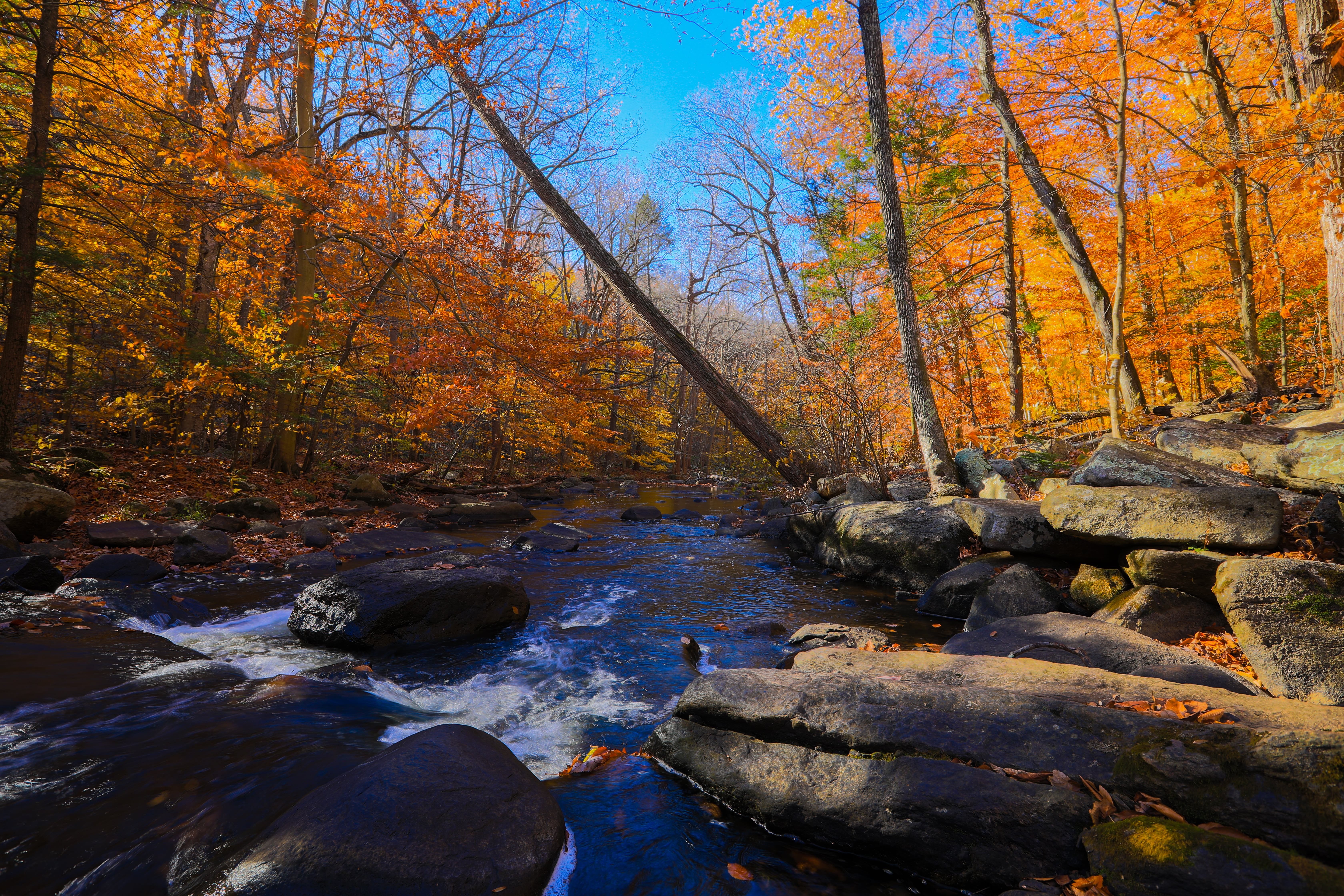 scenics, State Parks, yellow, trees, forest, Autumn, leaf, beauty In Nature, orange trees, river, Hacklebarney State Park, landscape, october, orange Color, HD Wallpaper