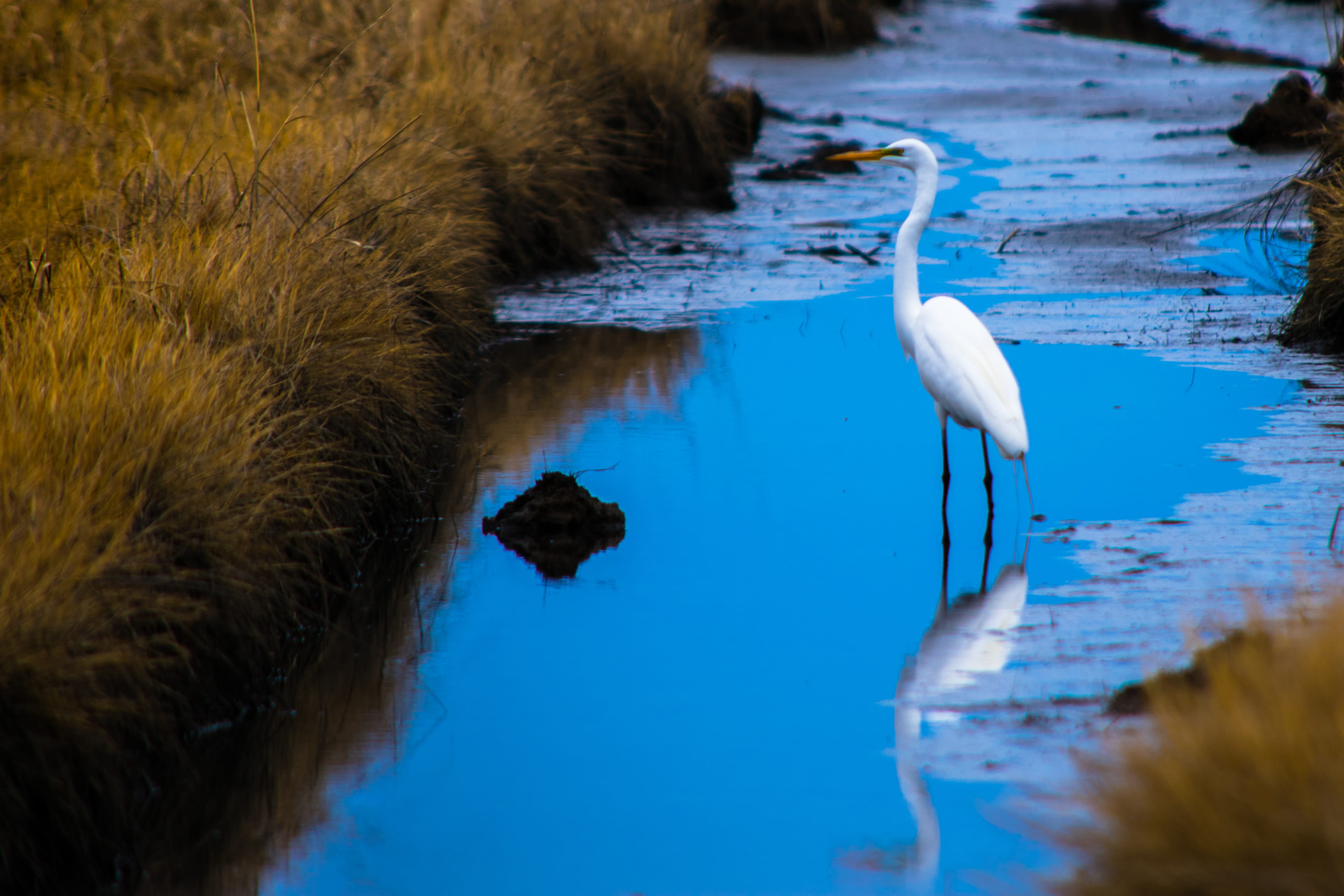 animal, water, united states, birds, day, trail, no people, reflections, cattus island county park, nature, animals in the wild, toms river, nj, cattus island park, HD Wallpaper