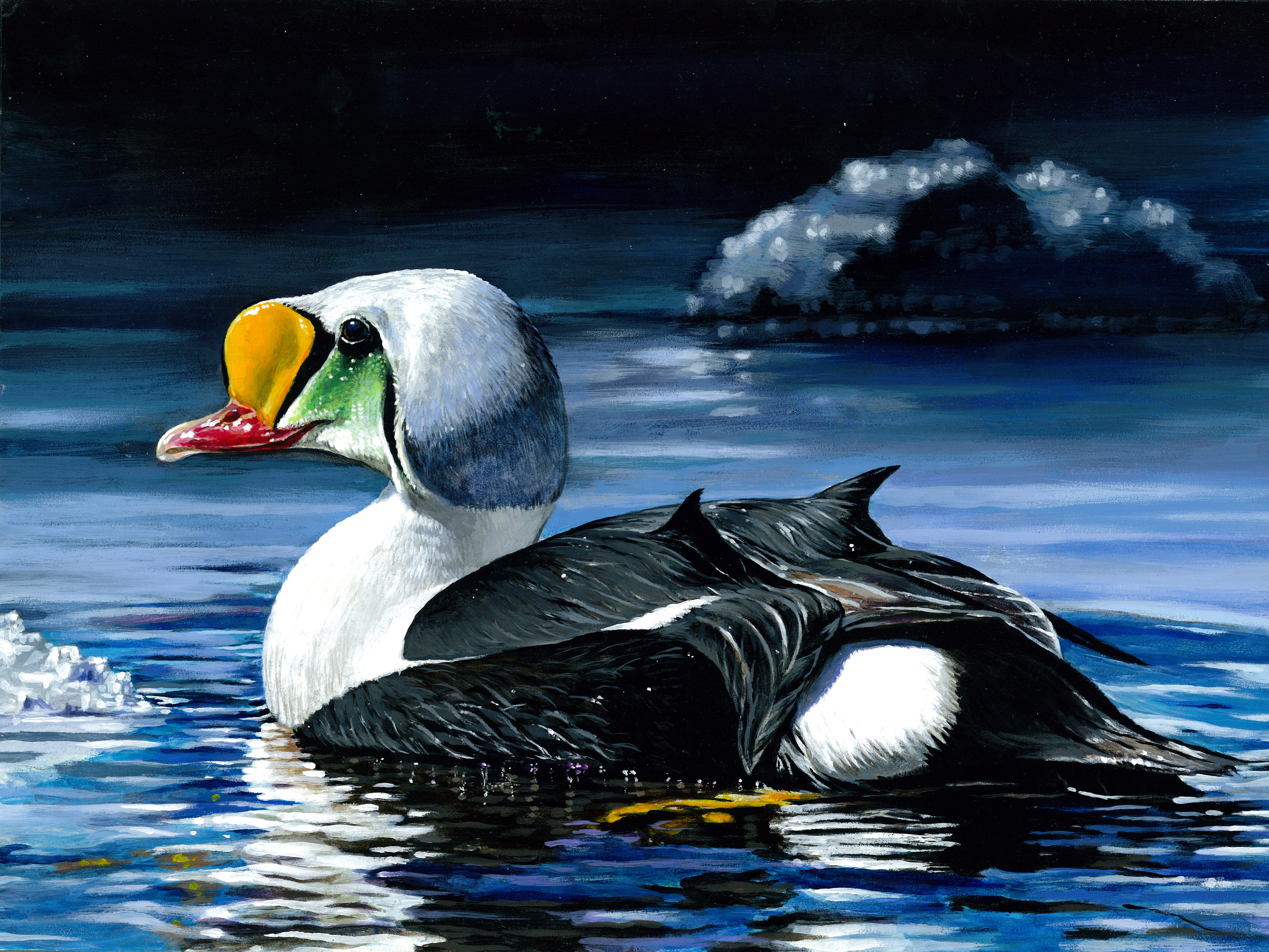 art contest, 5K, water  King, Photo, national, nature, King eider, NJ, white duck, Junior Duck Stamp, water, wildlife, lake, eider  duck, duck, animal, HD Wallpaper