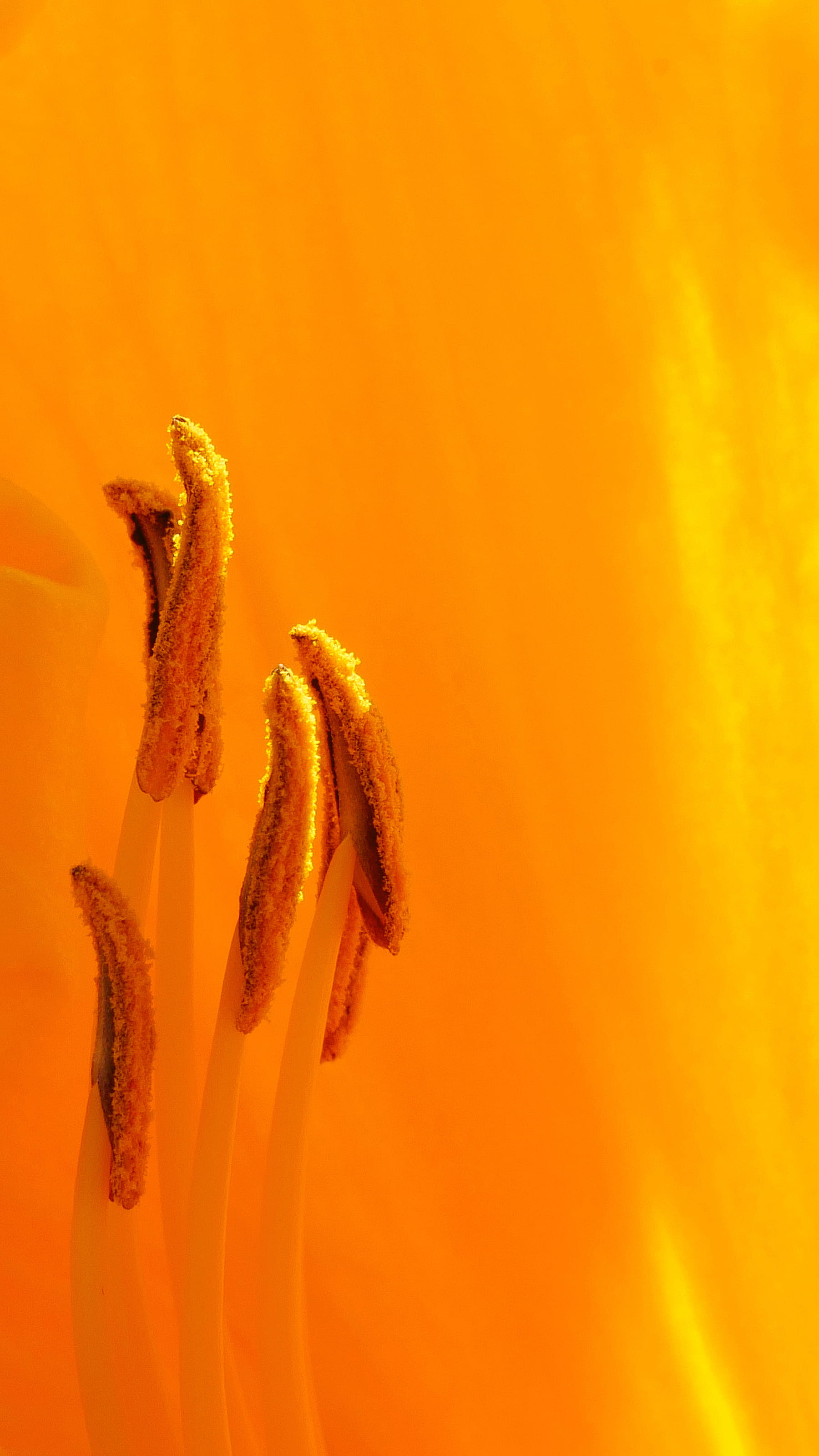 freshness, close-up, yellow, daylily, summer, flower photography, copy space, images of flowers, parts, color, petals, pollen, stamen, rutgers, backgrounds, Phone HD Wallpaper
