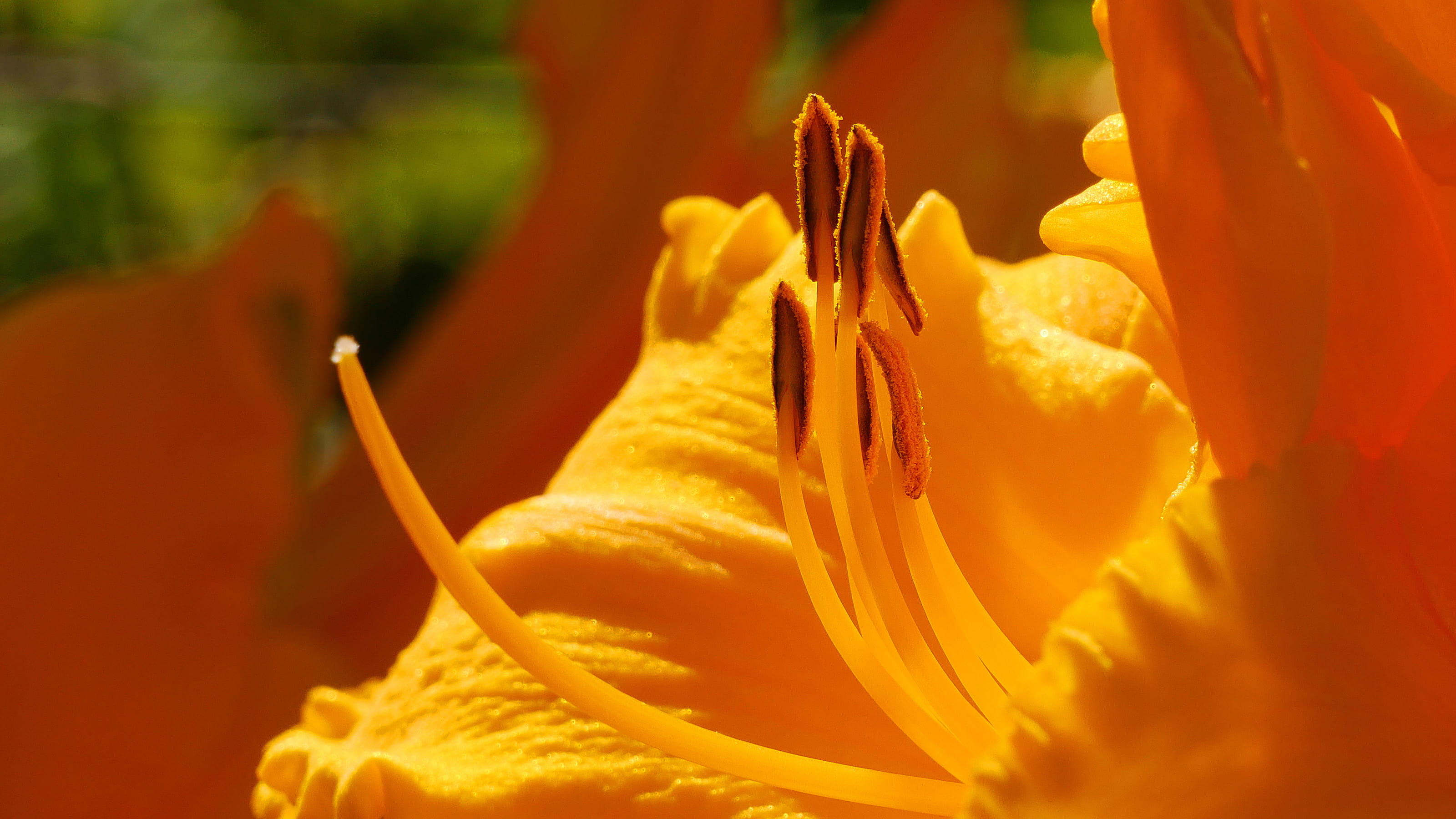 growth, garden, beauty in nature, lily, petal, rose, pollen, petals, summer, nj, inflorescence, flowering plant, freshness, time, nature, selective focus, HD Wallpaper