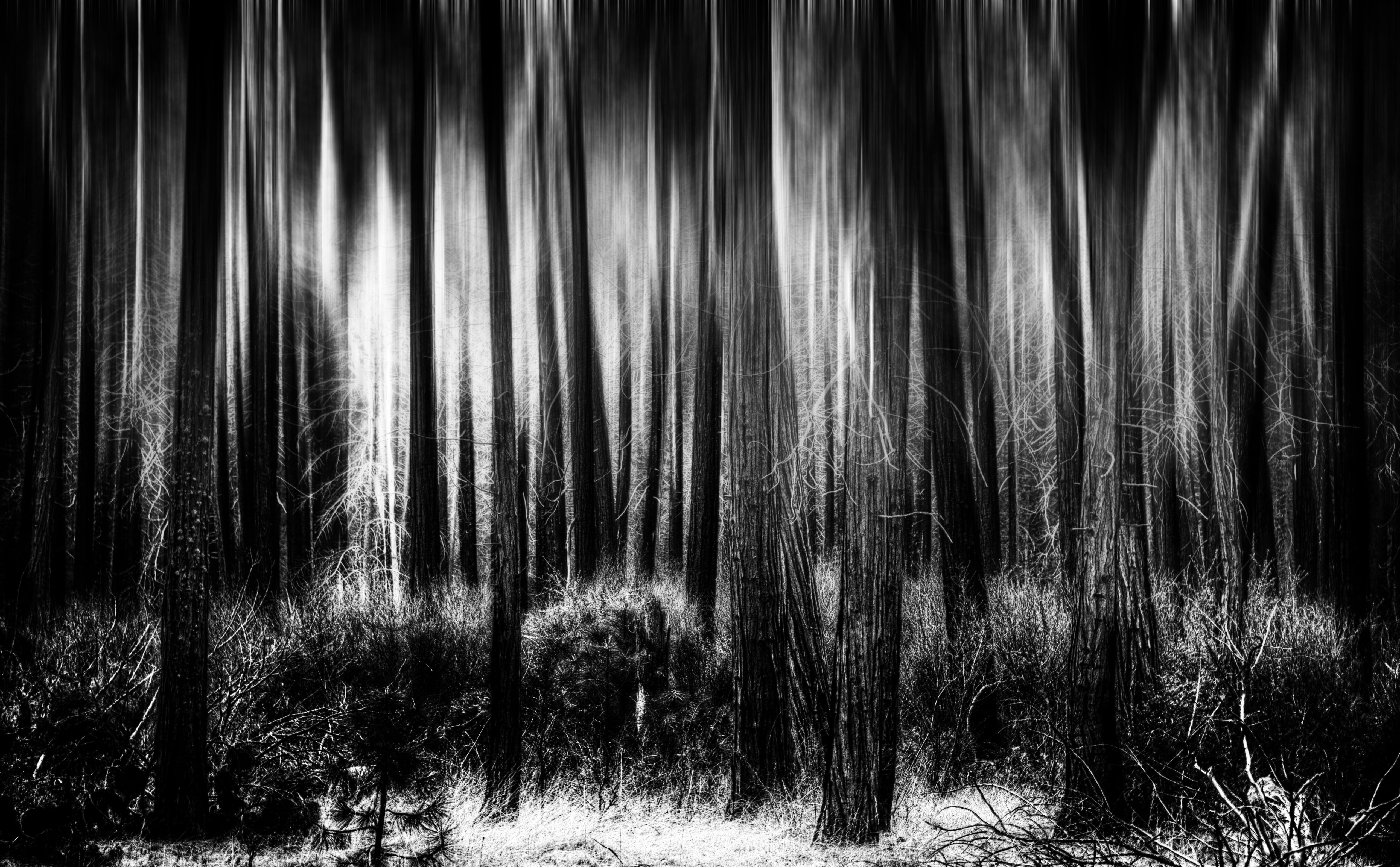 Light, scenics - nature, Digital, Wild, foliage, pine woodland, Black and White, mariposa, Eerie, 5K, National, coniferous tree, Black, landscape, land, HD Wallpaper