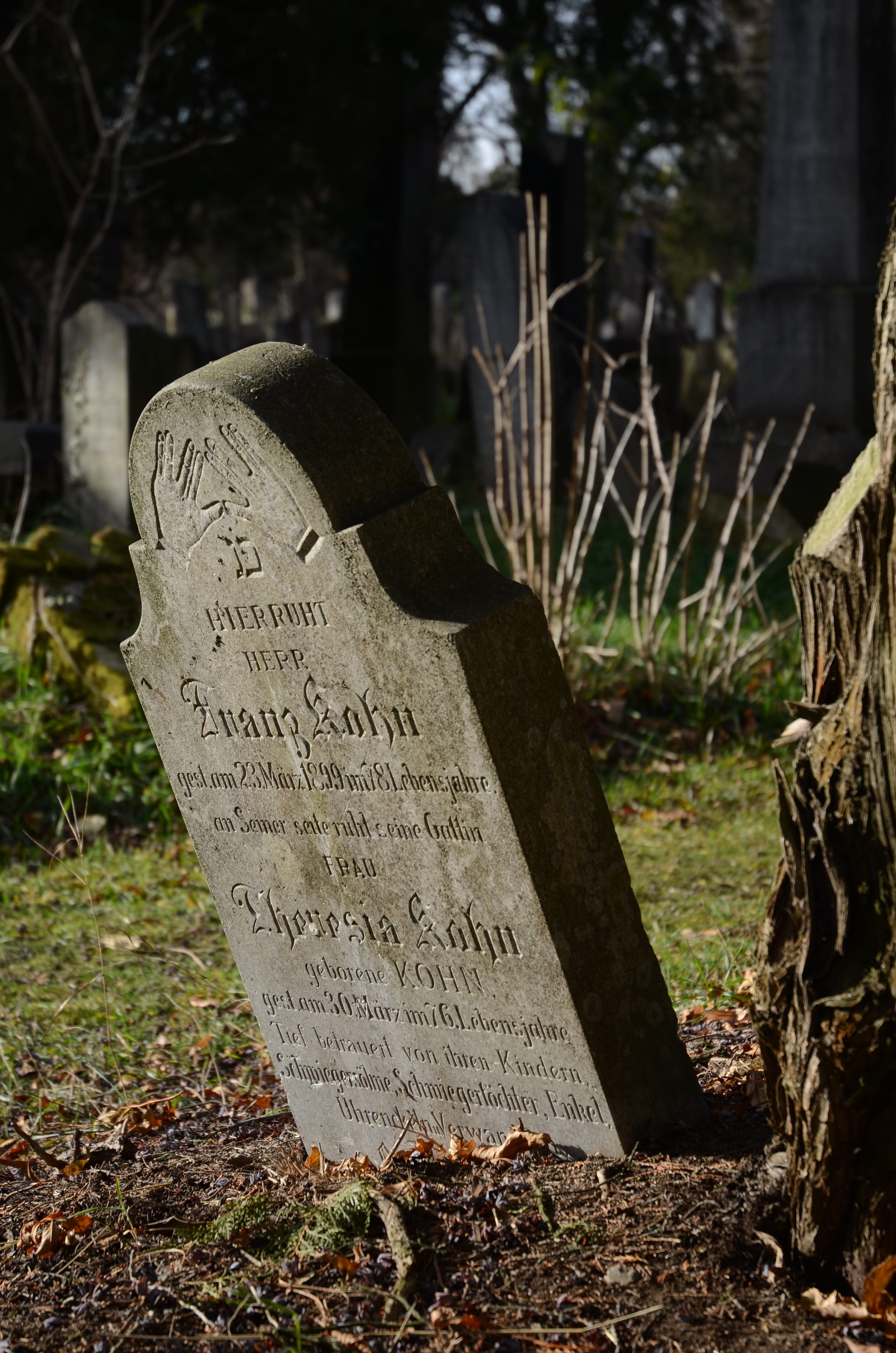 old, 4K, jewish cemetery, text, nature, leave, message, tomb, austria, trunk, close-up, western script, central cemetery, tree, stone, tree trunk, overturned, Phone HD Wallpaper