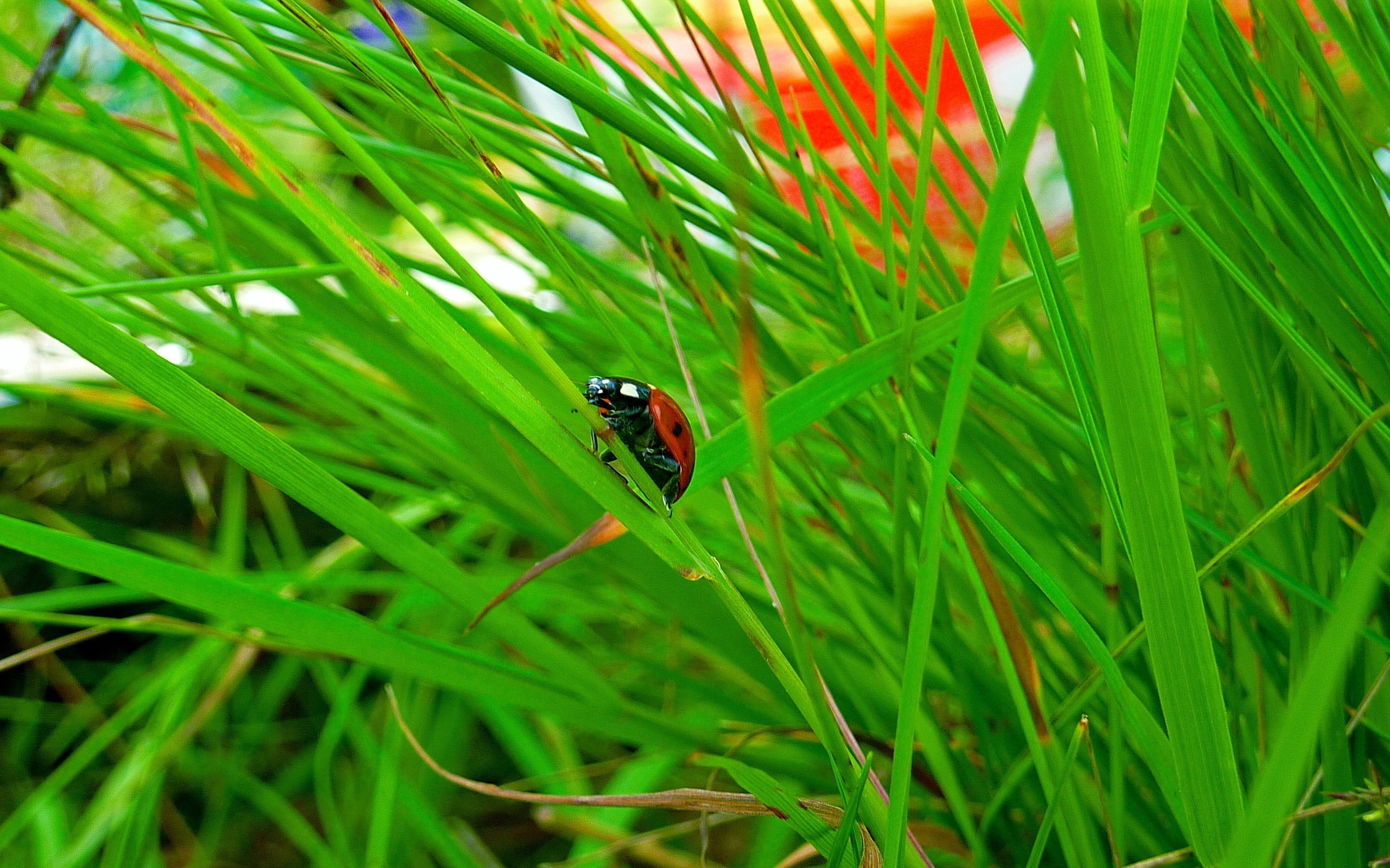 red, animals in the wild, summer, macro, leaf, insect, day, black, meadow, small, ladybug, green Color, flower, animal wildlife, conspiracy, close-up, 2K, HD Wallpaper