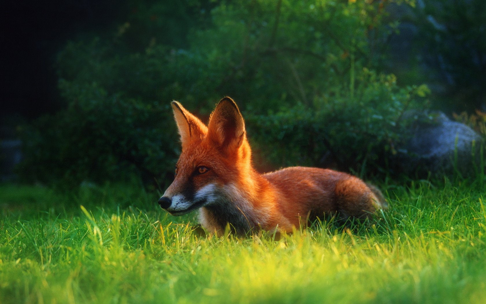 nature, animal body part, grass, tree, no people, Fox, animal head, animal themes, mammal, vertebrate, springtime, animal wildlife, environment, plant, HD Wallpaper