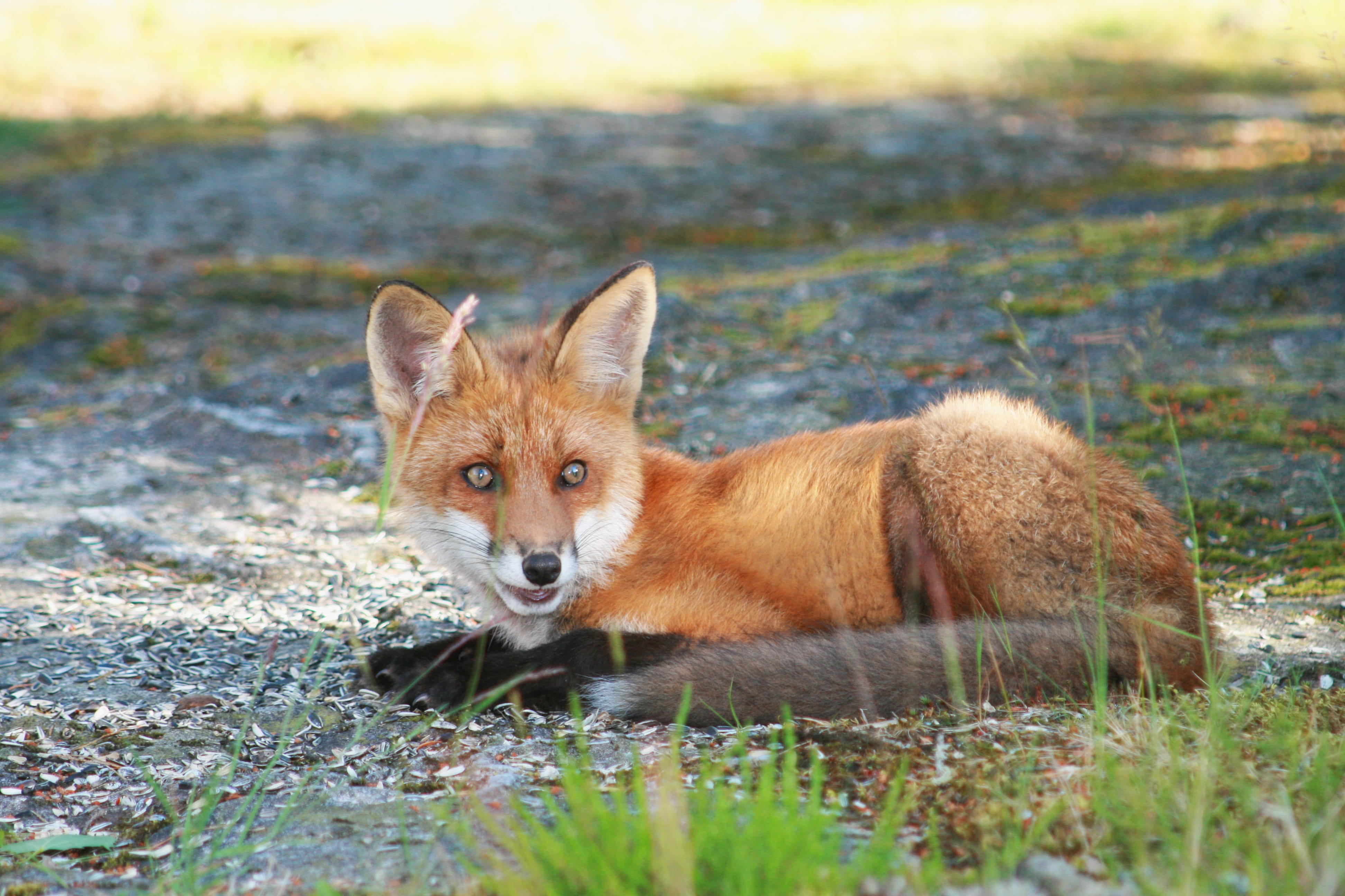 wild animal, 4K, animals in the wild, conspiracy, outdoors, fuchs, stealth, animal wildlife, one animal, portrait, looking at camera, plant, vertebrate, HD Wallpaper