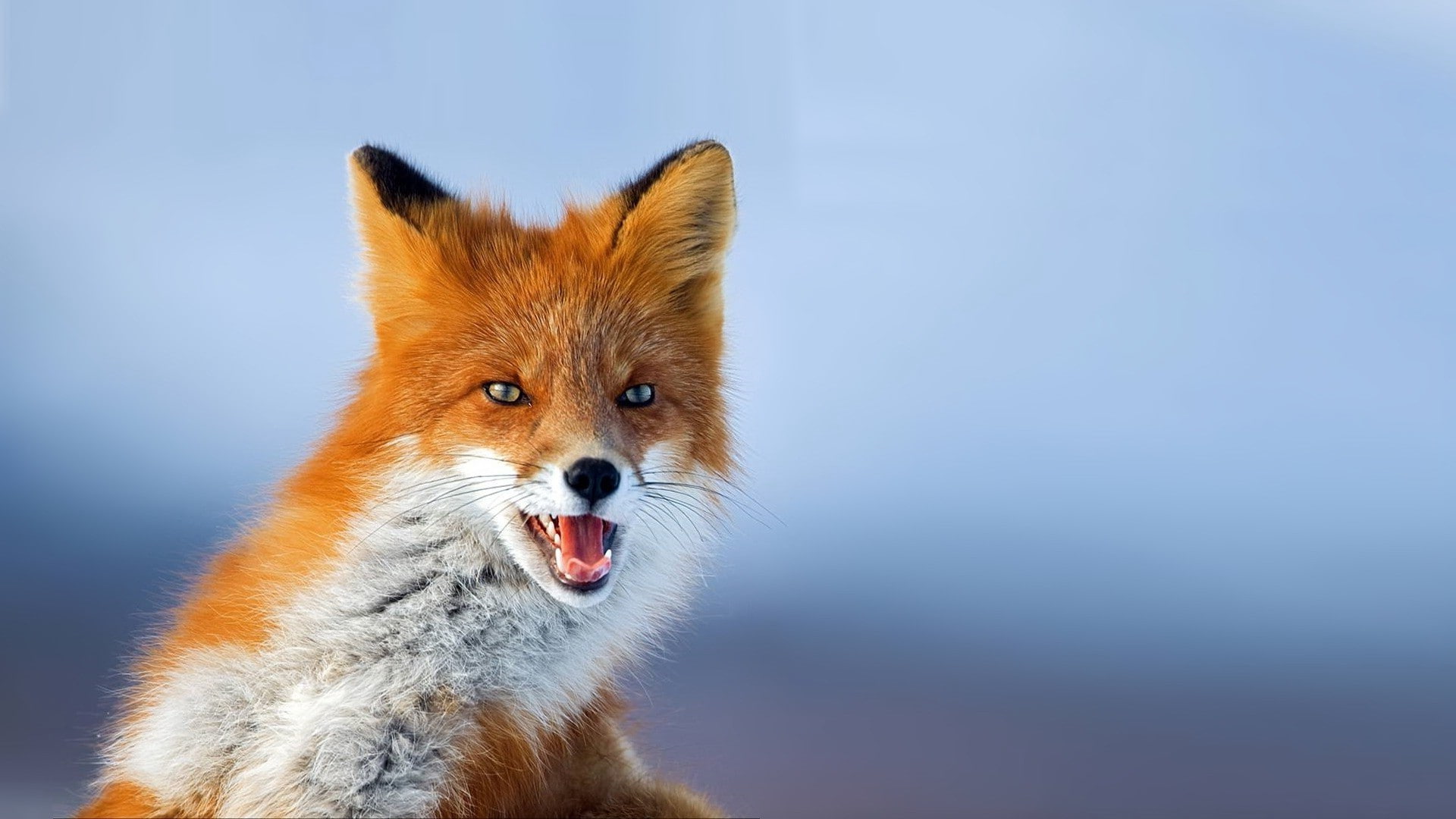 mouth open, Fox, animal themes, sky, portrait, one animal, close-up, stealth, animal head, animal, nature, cute, hair, vertebrate, animals in the wild, HD Wallpaper