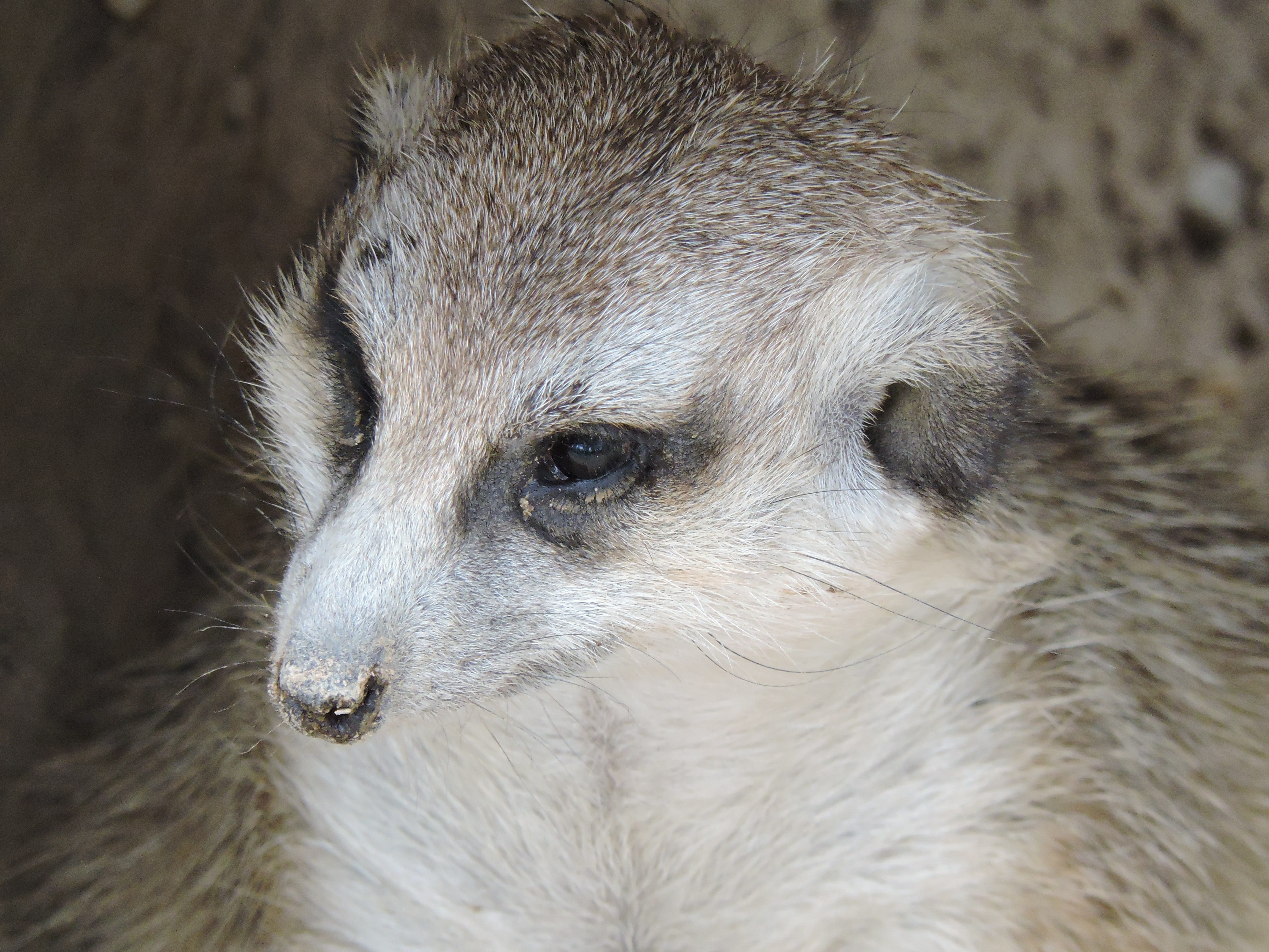 observing, animals, conspiracy, meerkat, mammal, look, domestic animals, surikato, canine, snout, animal themes, faunia, looking, suspects, animal, animal head, HD Wallpaper