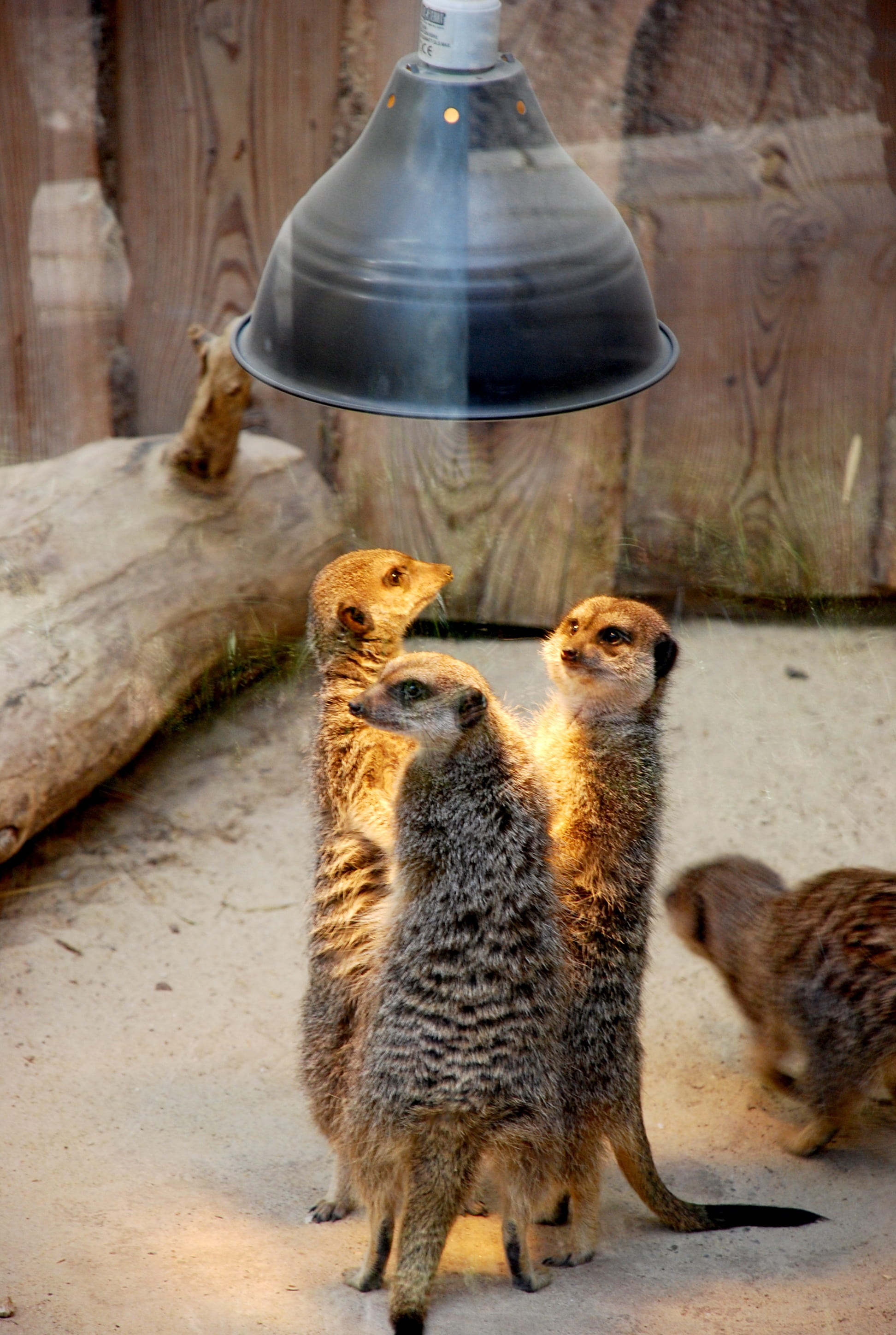 nature, young animal, group of animals, conspiracy, brown, coated, mammal, whisker, meerkats, gangsters, pets, talk, suspects, 2K, animal wildlife, animals, Phone HD Wallpaper